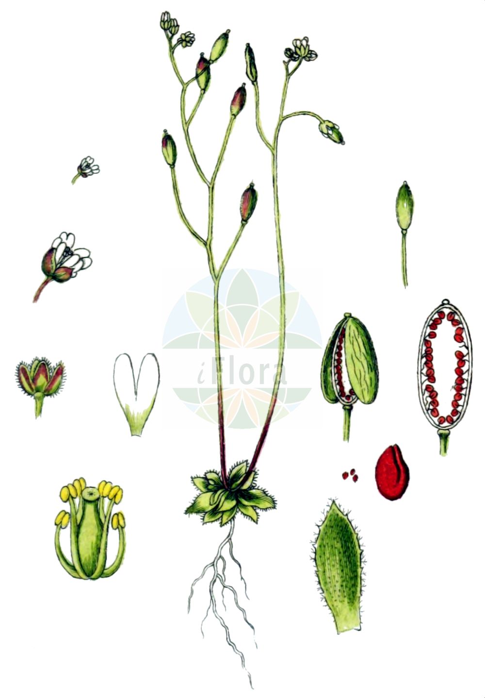 Historische Abbildung von Erophila verna (Frühlings-Hungerblümchen - Common Whitlowgrass). Das Bild zeigt Blatt, Bluete, Frucht und Same. ---- Historical Drawing of Erophila verna (Frühlings-Hungerblümchen - Common Whitlowgrass). The image is showing leaf, flower, fruit and seed.(Erophila verna,Frühlings-Hungerblümchen,Common Whitlowgrass,Draba verna,Draba verna L. subsp.,Erophila brevifolia,Erophila claviformis,Erophila corsica,Erophila curtipes,Erophila decipiens,Erophila duplex,Erophila glabrescens,Erophila hirtella,Erophila lepida,Erophila muricola,Erophila oblongata,Erophila ozanonii,Erophila quadruplex,Erophila revelierei,Erophila setulosa,Erophila simplex,Erophila subnitens,Erophila subrotunda,Erophila verna,Erophila vulgaris,Fruehlings-Hungerbluemchen,Common Whitlowgrass,Vernal Whitlow Grass,Early Whitlowgrass,Glabrous Whitlowgrass,Hairy Whitlowgrass,Round-podded Whitlowgrass,Spring Draba,Spring Whitlowgrass,Whitlowwort,Erophila,Hungerblümchen,Withlowgrass,Brassicaceae,Kreuzblütler,Cabbage family,Blatt,Bluete,Frucht,Same,leaf,flower,fruit,seed,Sturm (1796f))