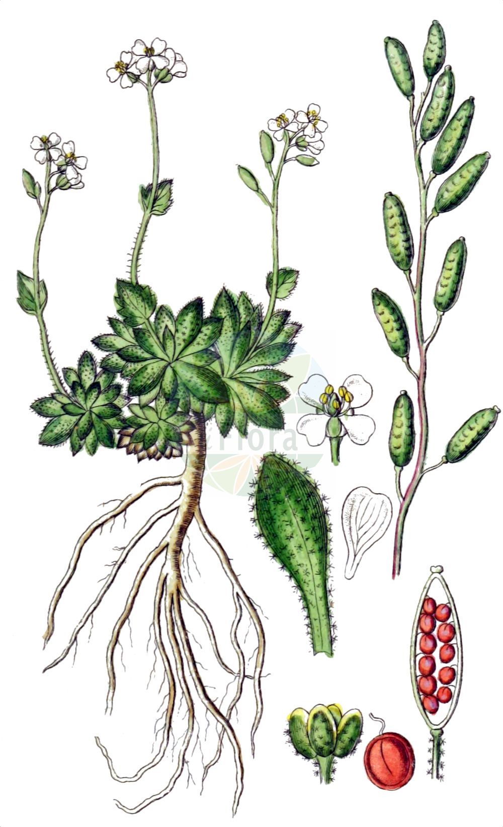 Historische Abbildung von Draba dubia (Eis-Felsenblümchen - Austrian Whitlowgrass). Das Bild zeigt Blatt, Bluete, Frucht und Same. ---- Historical Drawing of Draba dubia (Eis-Felsenblümchen - Austrian Whitlowgrass). The image is showing leaf, flower, fruit and seed.(Draba dubia,Eis-Felsenblümchen,Austrian Whitlowgrass,Draba dubia,Draba laevipes,Eis-Felsenbluemchen,Frost-Felsenbluemchen,Kaelte-Felsenbluemchen,Austrian Whitlowgrass,Draba,Felsenblümchen,Whitlowgrass,Brassicaceae,Kreuzblütler,Cabbage family,Blatt,Bluete,Frucht,Same,leaf,flower,fruit,seed,Sturm (1796f))