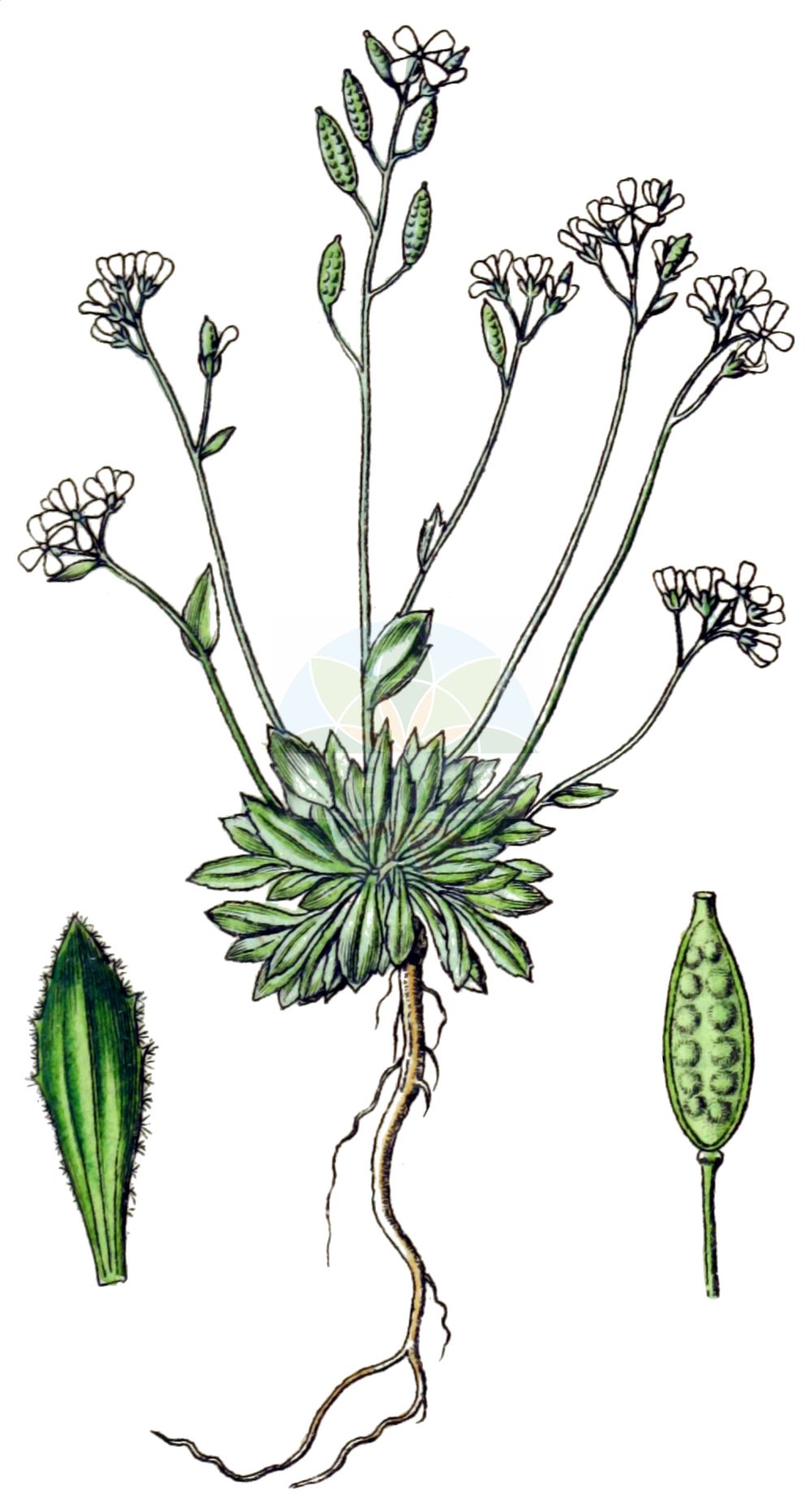 Historische Abbildung von Draba hoppeana (Hoppe-Felsenblümchen). Das Bild zeigt Blatt, Bluete, Frucht und Same. ---- Historical Drawing of Draba hoppeana (Hoppe-Felsenblümchen). The image is showing leaf, flower, fruit and seed.(Draba hoppeana,Hoppe-Felsenblümchen,Draba hoppeana,Draba zahlbruckneri,Draba zahlbrueckneri,Hoppe-Felsenbluemchen,Draba,Felsenblümchen,Whitlowgrass,Brassicaceae,Kreuzblütler,Cabbage family,Blatt,Bluete,Frucht,Same,leaf,flower,fruit,seed,Sturm (1796f))
