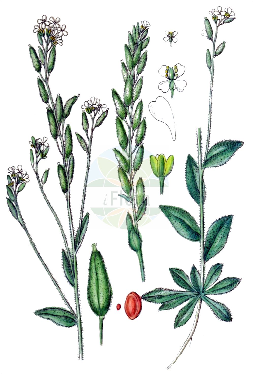 Historische Abbildung von Draba incana (Berner Hungerblümchen - Hoary Whitlowgrass). Das Bild zeigt Blatt, Bluete, Frucht und Same. ---- Historical Drawing of Draba incana (Berner Hungerblümchen - Hoary Whitlowgrass). The image is showing leaf, flower, fruit and seed.(Draba incana,Berner Hungerblümchen,Hoary Whitlowgrass,Draba bernensis,Draba confusa,Draba incana,Draba incana L. var.,Draba stylaris,Draba thomasii,Berner Hungerbluemchen,Kochs Hungerbluemchen,Langgriffeliges Felsenbluemchen,Hoary Whitlowgrass,Twisted Draba,Twisted Whitlowgrass,Draba,Felsenblümchen,Whitlowgrass,Brassicaceae,Kreuzblütler,Cabbage family,Blatt,Bluete,Frucht,Same,leaf,flower,fruit,seed,Sturm (1796f))