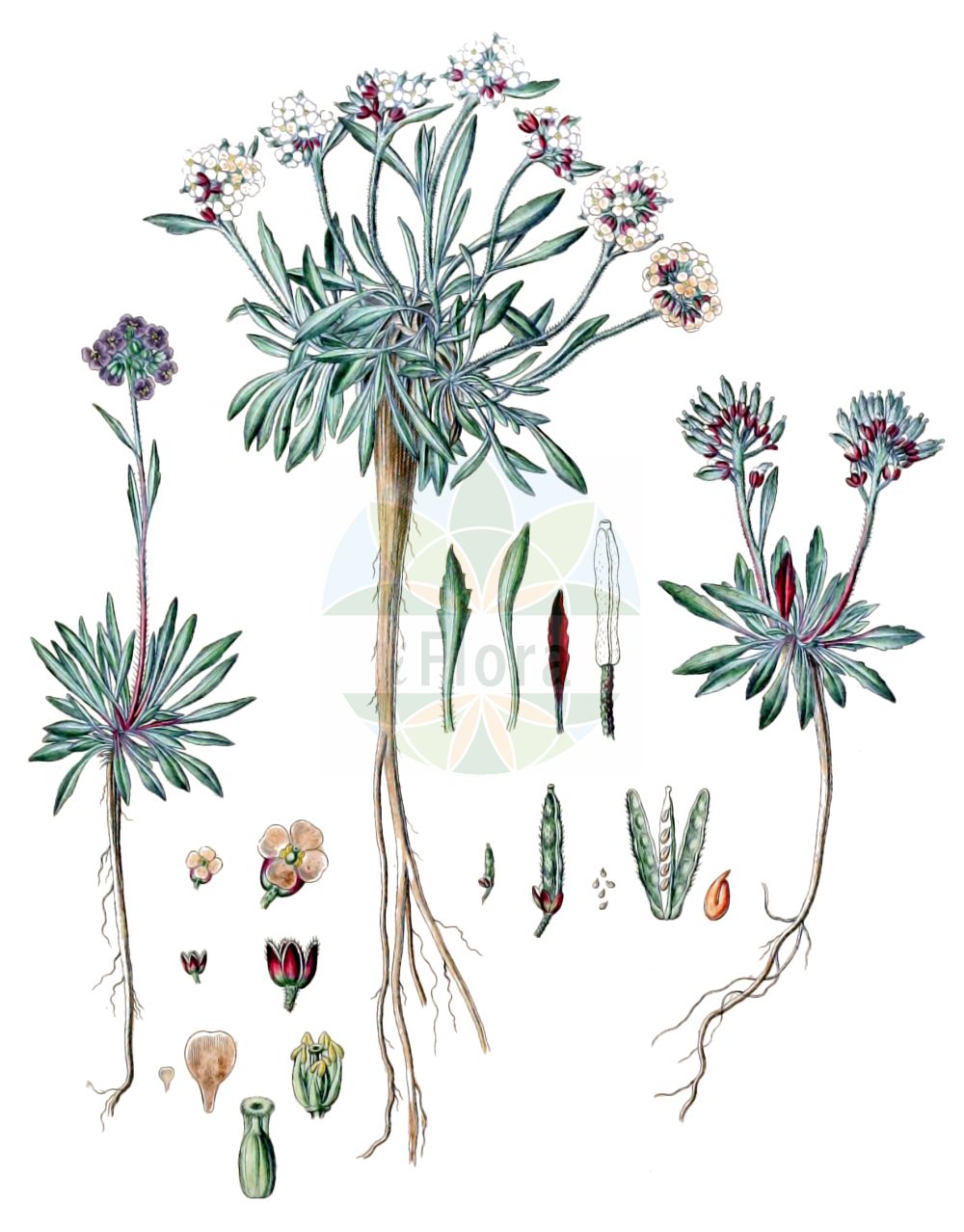 Historische Abbildung von Braya alpina. Das Bild zeigt Blatt, Bluete, Frucht und Same. ---- Historical Drawing of Braya alpina. The image is showing leaf, flower, fruit and seed.(Braya alpina,Braya alpina,Braya,Brassicaceae,Kreuzblütler,Cabbage family,Blatt,Bluete,Frucht,Same,leaf,flower,fruit,seed,Sturm (1796f))