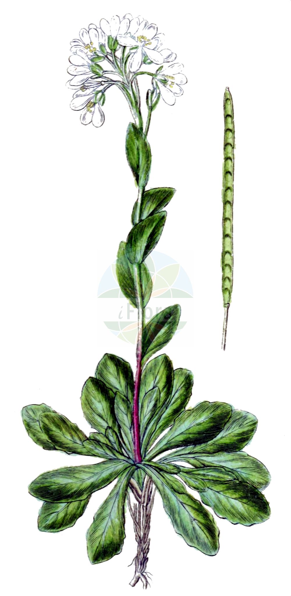 Historische Abbildung von Arabis soyeri (Glänzende Gänsekresse - Soyer's Rockcress). Das Bild zeigt Blatt, Bluete, Frucht und Same. ---- Historical Drawing of Arabis soyeri (Glänzende Gänsekresse - Soyer's Rockcress). The image is showing leaf, flower, fruit and seed.(Arabis soyeri,Glänzende Gänsekresse,Soyer's Rockcress,Arabis jacquinii,Arabis soyeri,Glaenzende Gaensekresse,Soyer's Rockcress,Arabis,Gänsekresse,Rockcress,Brassicaceae,Kreuzblütler,Cabbage family,Blatt,Bluete,Frucht,Same,leaf,flower,fruit,seed,Sturm (1796f))