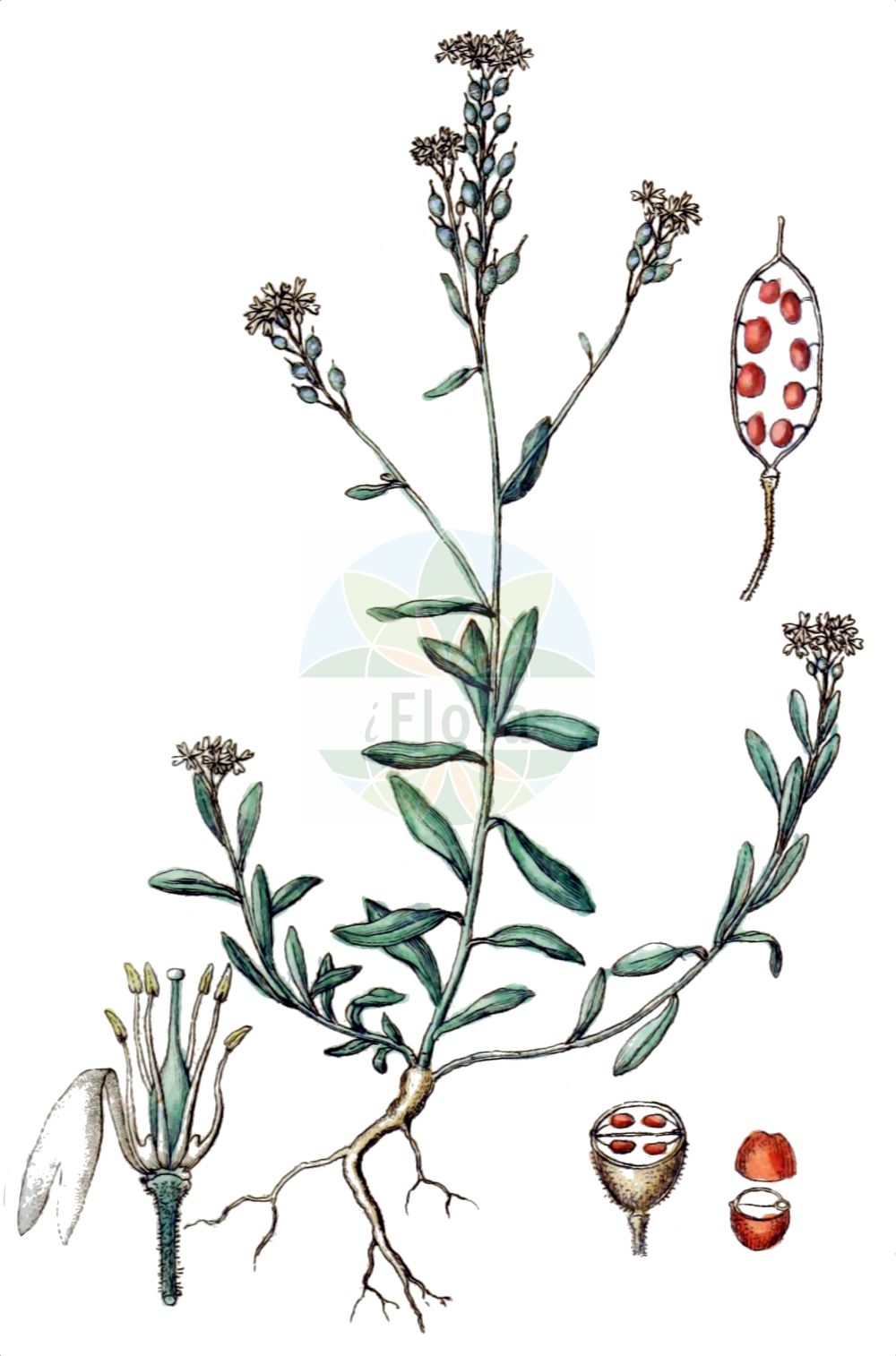 Historische Abbildung von Berteroa incana (Gewöhnliche Graukresse - Hoary Alison). Das Bild zeigt Blatt, Bluete, Frucht und Same. ---- Historical Drawing of Berteroa incana (Gewöhnliche Graukresse - Hoary Alison). The image is showing leaf, flower, fruit and seed.(Berteroa incana,Gewöhnliche Graukresse,Hoary Alison,Alyssum incanum,Berteroa incana,Berteroa incana (L.) DC.,Berteroa stricta,Farsetia incana,Gewoehnliche Graukresse,Graues Steinkraut,Hoary Alison,Hoary Alyssum,Hoary False Alyssum,Hoary False Madwort,Berteroa,Graukresse,False Madwort,Brassicaceae,Kreuzblütler,Cabbage family,Blatt,Bluete,Frucht,Same,leaf,flower,fruit,seed,Sturm (1796f))