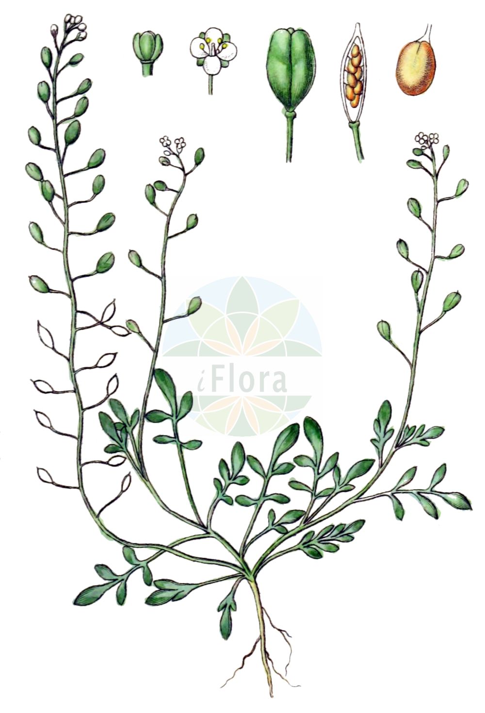 Historische Abbildung von Hornungia procumbens (Niederliegende Salzkresse - Hymenolobus). Das Bild zeigt Blatt, Bluete, Frucht und Same. ---- Historical Drawing of Hornungia procumbens (Niederliegende Salzkresse - Hymenolobus). The image is showing leaf, flower, fruit and seed.(Hornungia procumbens,Niederliegende Salzkresse,Hymenolobus,Capsella procumbens,Hornungia procumbens,Hutchinsia diffusa,Hutchinsia maritima,Hutchinsia procumbens,Hymenolobus procumbens,Lepidium procumbens,Noccaea procumbens,Niederliegende Salzkresse,Salztaeschel,Hymenolobus,Prostrate Hutchinsia,Oval Shepherd's Purse,Hornungia,Felskresse,Hornungia,Brassicaceae,Kreuzblütler,Cabbage family,Blatt,Bluete,Frucht,Same,leaf,flower,fruit,seed,Sturm (1796f))