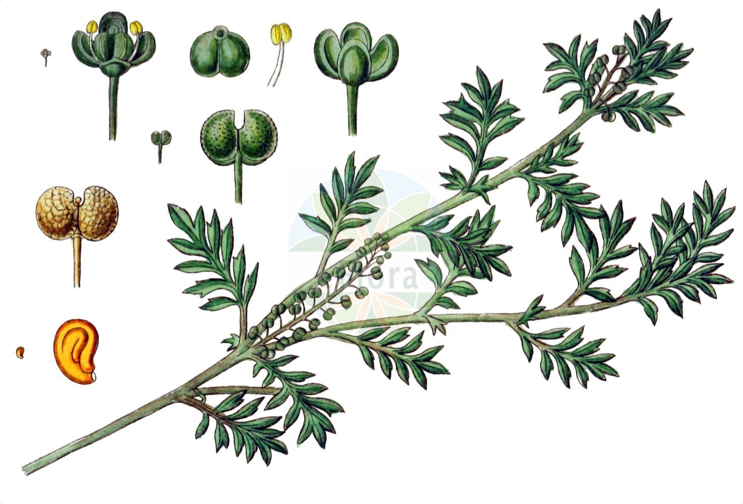 Historische Abbildung von Lepidium didymum (Zweiknotiger Krähenfuß - Lesser Swine-cress). Das Bild zeigt Blatt, Bluete, Frucht und Same. ---- Historical Drawing of Lepidium didymum (Zweiknotiger Krähenfuß - Lesser Swine-cress). The image is showing leaf, flower, fruit and seed.(Lepidium didymum,Zweiknotiger Krähenfuß,Lesser Swine-cress,Coronopus didymus,Coronopus pinnatifida,Lepidium didymum,Senebiera didyma,Senebiera didymus,Senebiera pinnatifida,Zweiknotiger Kraehenfuss,Lesser Swine-cress,Slender Wartcress,Twincress,Lepidium,Kresse,Pepperweed,Brassicaceae,Kreuzblütler,Cabbage family,Blatt,Bluete,Frucht,Same,leaf,flower,fruit,seed,Sturm (1796f))
