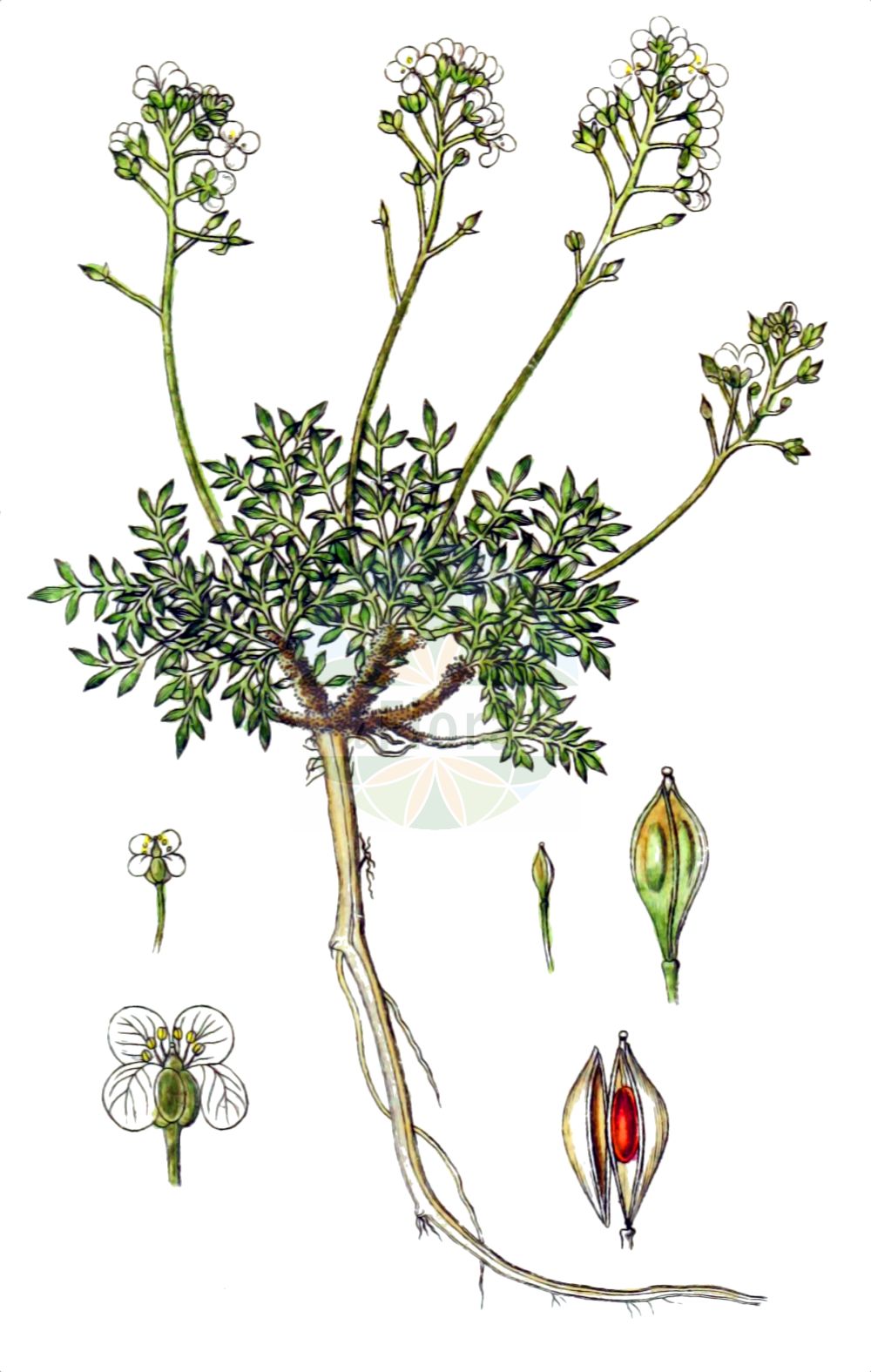 Historische Abbildung von Hornungia alpina (Alpen-Gemskresse - Chamois Cress). Das Bild zeigt Blatt, Bluete, Frucht und Same. ---- Historical Drawing of Hornungia alpina (Alpen-Gemskresse - Chamois Cress). The image is showing leaf, flower, fruit and seed.(Hornungia alpina,Alpen-Gemskresse,Chamois Cress,Hornungia alpina,Hutchinsia affinis,Hutchinsia alpina,Lepidium alpinum,Noccaea alpina,Pritzelago alpina,Alpen-Gemskresse,Kurzstaengel-Gaemskresse,Chamois Cress,Hornungia,Felskresse,Hornungia,Brassicaceae,Kreuzblütler,Cabbage family,Blatt,Bluete,Frucht,Same,leaf,flower,fruit,seed,Sturm (1796f))