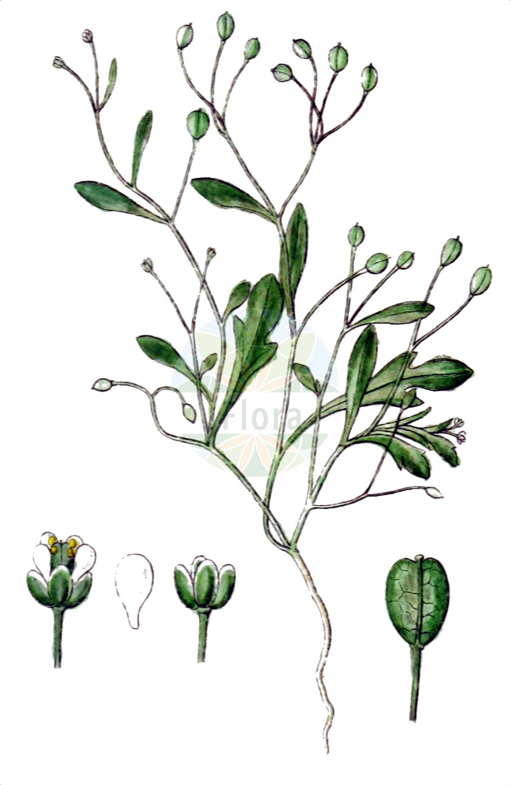 Historische Abbildung von Hornungia pauciflora. Das Bild zeigt Blatt, Bluete, Frucht und Same. ---- Historical Drawing of Hornungia pauciflora. The image is showing leaf, flower, fruit and seed.(Hornungia pauciflora,Capsella pauciflora,Hornungia pauciflora,Hutchinsia pauciflora,Hutchinsia prostii,Hymenolobus pauciflorus,Hymenolobus procumbens subsp. prostii,Hornungia,Felskresse,Hornungia,Brassicaceae,Kreuzblütler,Cabbage family,Blatt,Bluete,Frucht,Same,leaf,flower,fruit,seed,Sturm (1796f))