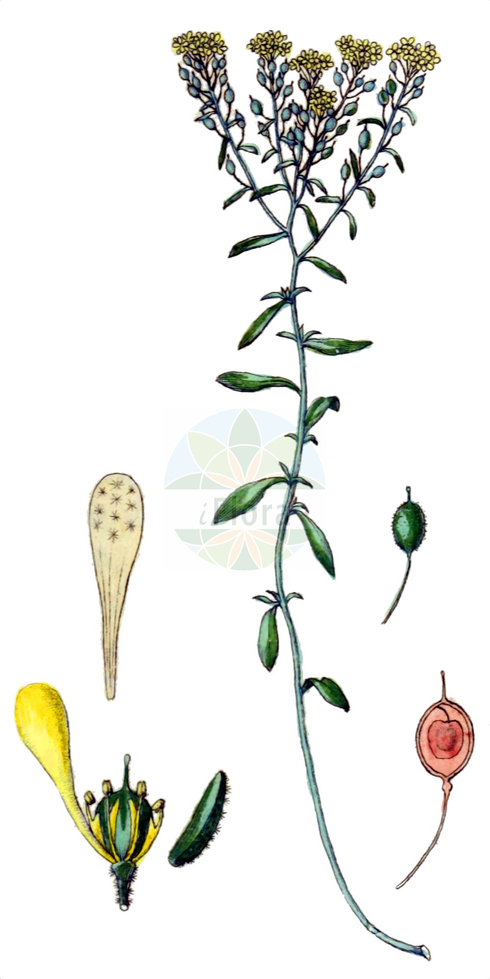 Historische Abbildung von Odontarrhena muralis (Silbriges Steinkraut - Silver Alison). Das Bild zeigt Blatt, Bluete, Frucht und Same. ---- Historical Drawing of Odontarrhena muralis (Silbriges Steinkraut - Silver Alison). The image is showing leaf, flower, fruit and seed.(Odontarrhena muralis,Silbriges Steinkraut,Silver Alison,Adyseton murale,Alyssum argenteoides,Alyssum caucasicum,Alyssum decipiens,Alyssum degenianum,Alyssum mesopotamicum,Alyssum murale,Alyssum murale Waldst. &,Alyssum pichleri,Alyssum rubricaule,Alyssum tenuiramea,Alyssum trochocarpum,Odontarrhena clypeolata,Odontarrhena muralis,Odontarrhena rubricaulis,Odontarrhena tmolea,Silbriges Steinkraut,Silver Alison,Yellow Tuft,Odontarrhena,Brassicaceae,Kreuzblütler,Cabbage family,Blatt,Bluete,Frucht,Same,leaf,flower,fruit,seed,Sturm (1796f))