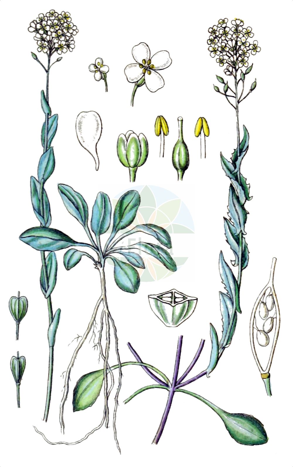 Historische Abbildung von Noccaea alpestris. Das Bild zeigt Blatt, Bluete, Frucht und Same. ---- Historical Drawing of Noccaea alpestris. The image is showing leaf, flower, fruit and seed.(Noccaea alpestris,Noccaea,Hellerkraut,Brassicaceae,Kreuzblütler,Cabbage family,Blatt,Bluete,Frucht,Same,leaf,flower,fruit,seed,Sturm (1796f))
