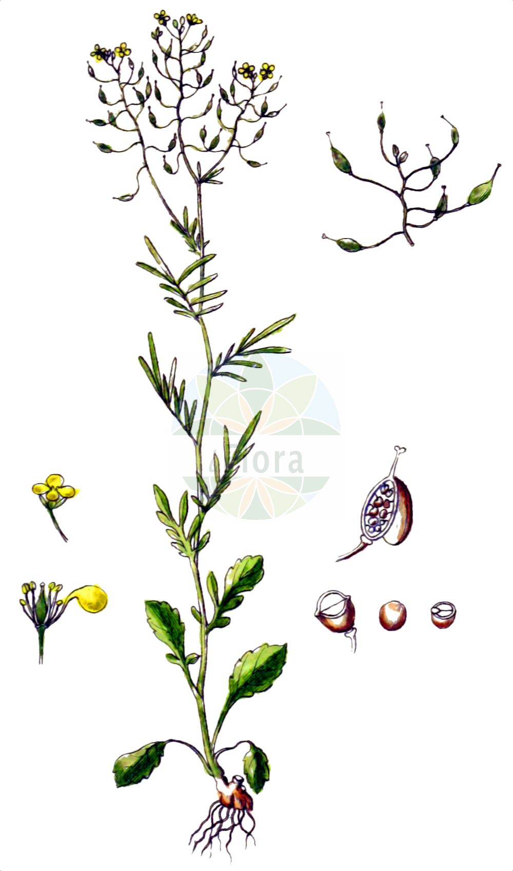 Historische Abbildung von Rorippa pyrenaica (Pyrenäen-Sumpfkresse - Pyrenean Yellowcress). Das Bild zeigt Blatt, Bluete, Frucht und Same. ---- Historical Drawing of Rorippa pyrenaica (Pyrenäen-Sumpfkresse - Pyrenean Yellowcress). The image is showing leaf, flower, fruit and seed.(Rorippa pyrenaica,Pyrenäen-Sumpfkresse,Pyrenean Yellowcress,Brachiolobos pyrenaicus,Lepidium stylosum,Nasturtium hispanicum,Nasturtium pyrenaicum,Rorippa hispanica,Rorippa pyrenaica,Rorippa stylosa,Pyrenaeen-Sumpfkresse,Pyrenean Yellowcress,Rorippa,Sumpfkresse,Yellowcress,Brassicaceae,Kreuzblütler,Cabbage family,Blatt,Bluete,Frucht,Same,leaf,flower,fruit,seed,Sturm (1796f))