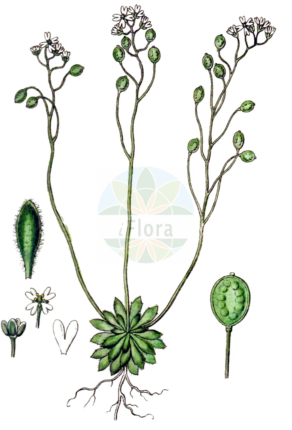 Historische Abbildung von Erophila verna subsp. spathulata (Rundfrüchtiges Hungerblümchen - Fruited Whitlowgrass). Das Bild zeigt Blatt, Bluete, Frucht und Same. ---- Historical Drawing of Erophila verna subsp. spathulata (Rundfrüchtiges Hungerblümchen - Fruited Whitlowgrass). The image is showing leaf, flower, fruit and seed.(Erophila verna subsp. spathulata,Rundfrüchtiges Hungerblümchen,Fruited Whitlowgrass,Erophila verna subsp. spathulata,Rundfruechtiges Hungerbluemchen,Spateliges Hungerbluemchen,Fruited Whitlowgrass,Erophila,Hungerblümchen,Withlowgrass,Brassicaceae,Kreuzblütler,Cabbage family,Blatt,Bluete,Frucht,Same,leaf,flower,fruit,seed,Sturm (1796f))
