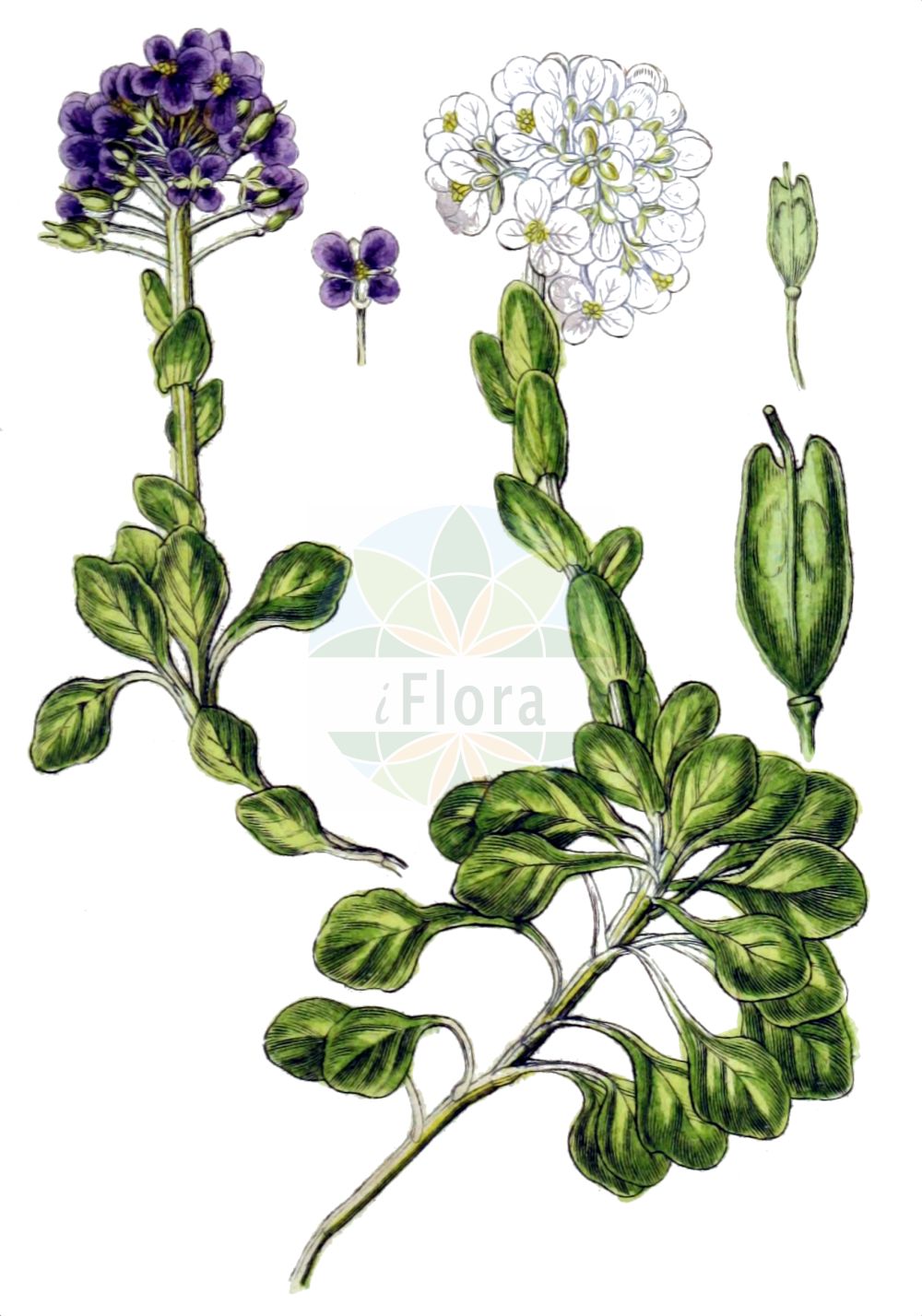 Historische Abbildung von Noccaea rotundifolia (Rundblättriges Hellerkraut - Round-leaved Penny-Cress). Das Bild zeigt Blatt, Bluete, Frucht und Same. ---- Historical Drawing of Noccaea rotundifolia (Rundblättriges Hellerkraut - Round-leaved Penny-Cress). The image is showing leaf, flower, fruit and seed.(Noccaea rotundifolia,Rundblättriges Hellerkraut,Round-leaved Penny-Cress,Iberis rotundifolia,Noccaea rotundifolia,Thlaspi cepaeifolium subsp. rotundifolium,Rundblaettriges Hellerkraut,Dickblaettriges Rundblaettriges Hellerkraut,Julisches Rundblaettriges Hellerkraut,Round-leaved Penny-Cress,Round-leaf Pennycress,Noccaea,Hellerkraut,Brassicaceae,Kreuzblütler,Cabbage family,Blatt,Bluete,Frucht,Same,leaf,flower,fruit,seed,Sturm (1796f))