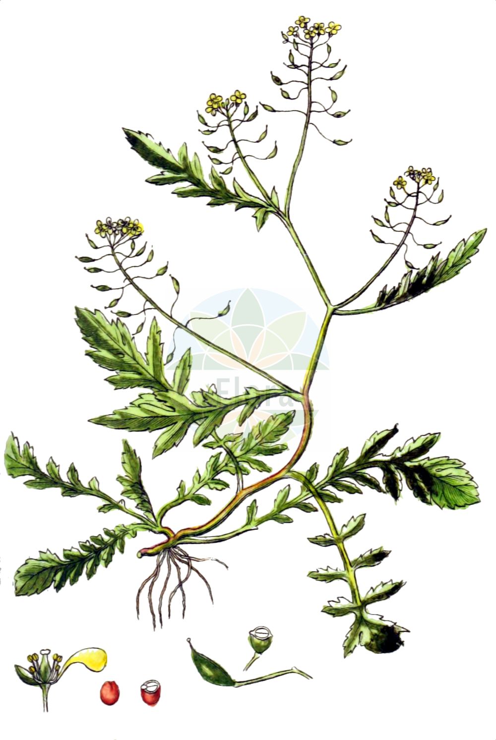 Historische Abbildung von Rorippa anceps (Niederliegende Sumpfkresse - Procumbent Yellowcress). Das Bild zeigt Blatt, Bluete, Frucht und Same. ---- Historical Drawing of Rorippa anceps (Niederliegende Sumpfkresse - Procumbent Yellowcress). The image is showing leaf, flower, fruit and seed.(Rorippa anceps,Niederliegende Sumpfkresse,Procumbent Yellowcress,Rorippa anceps,Niederliegende Sumpfkresse,Zweischneidige Sumpfkresse,Procumbent Yellowcress,Rorippa,Sumpfkresse,Yellowcress,Brassicaceae,Kreuzblütler,Cabbage family,Blatt,Bluete,Frucht,Same,leaf,flower,fruit,seed,Sturm (1796f))