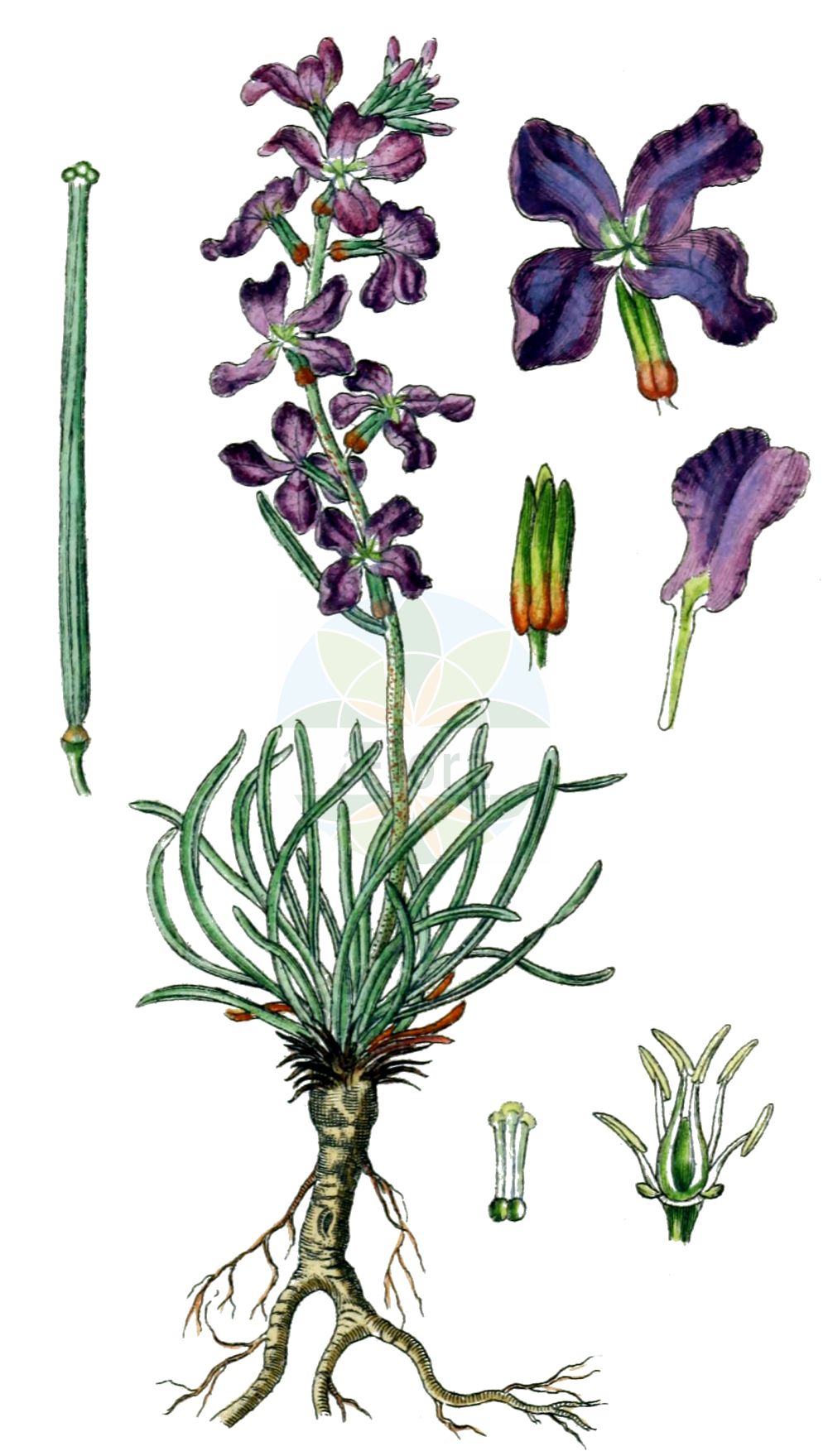 Historische Abbildung von Matthiola fruticulosa. Das Bild zeigt Blatt, Bluete, Frucht und Same. ---- Historical Drawing of Matthiola fruticulosa. The image is showing leaf, flower, fruit and seed.(Matthiola fruticulosa,Cheiranthus coronopifolius,Cheiranthus tristis,Matthiola carnica,Matthiola coronopifolia,Matthiola fruticulosa,Matthiola italica,Matthiola provincialis,Matthiola stenopetala,Matthiola telum,Matthiola tristis,Matthiola tristis var. italica,Matthiola,Brassicaceae,Kreuzblütler,Cabbage family,Blatt,Bluete,Frucht,Same,leaf,flower,fruit,seed,Sturm (1796f))
