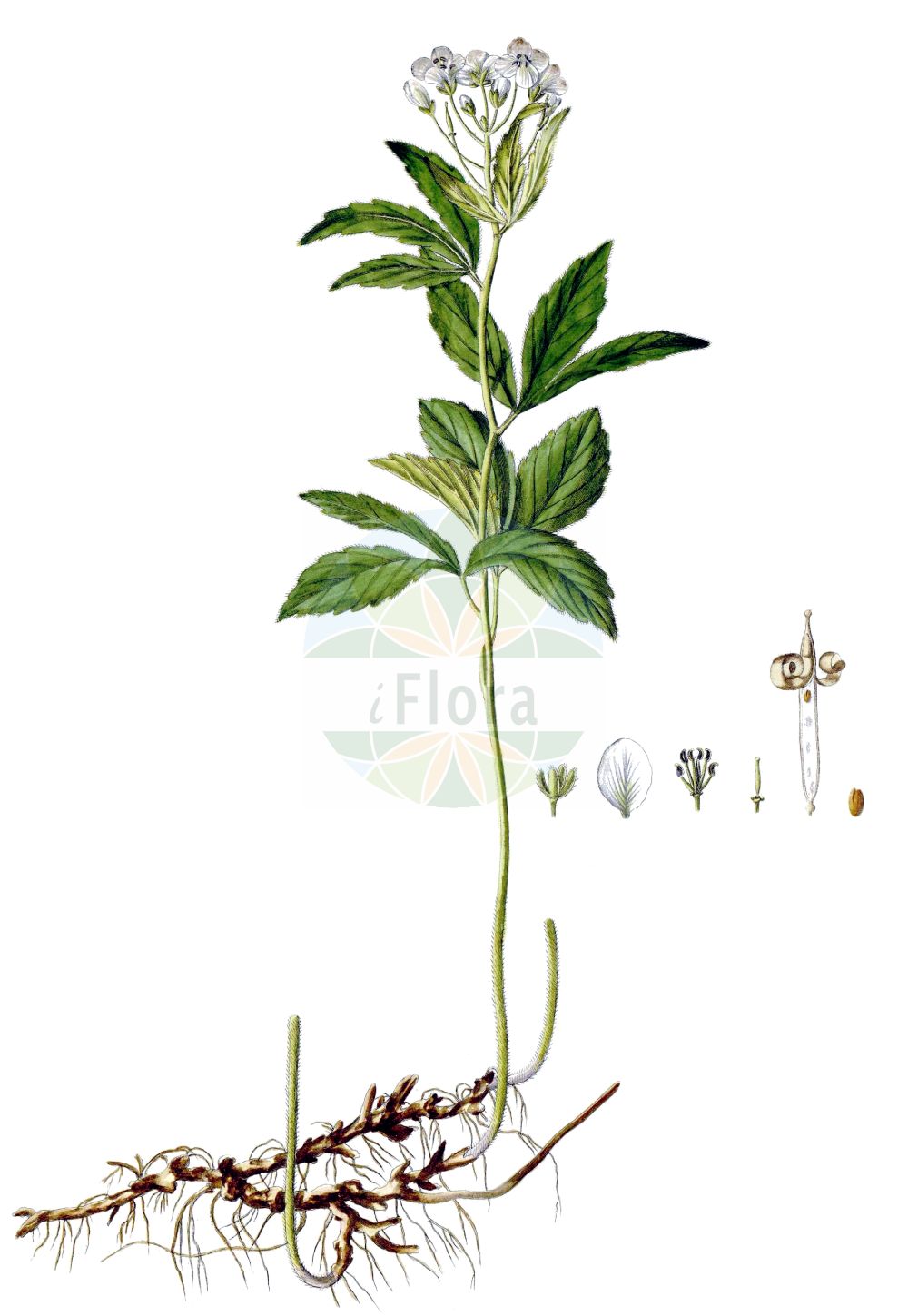 Historische Abbildung von Cardamine waldsteinii. Das Bild zeigt Blatt, Bluete, Frucht und Same. ---- Historical Drawing of Cardamine waldsteinii. The image is showing leaf, flower, fruit and seed.(Cardamine waldsteinii,Cardamine savensis,Cardamine waldsteinii,Dentaria savensis,Dentaria trifolia,Cardamine,Schaumkraut,Bittercress,Brassicaceae,Kreuzblütler,Cabbage family,Blatt,Bluete,Frucht,Same,leaf,flower,fruit,seed,Waldstein-Wartenberg & Kitaibel (1799-1812))