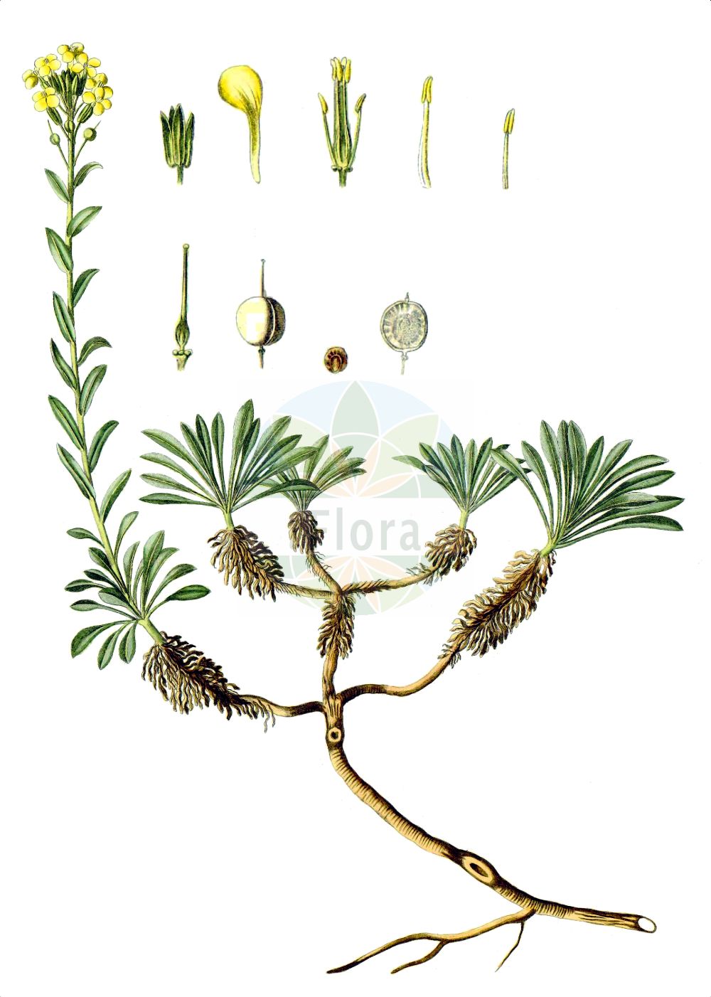 Historische Abbildung von Alyssoides utriculata. Das Bild zeigt Blatt, Bluete, Frucht und Same. ---- Historical Drawing of Alyssoides utriculata. The image is showing leaf, flower, fruit and seed.(Alyssoides utriculata,Alyssoides utriculata,Alyssoides utriculata (L.) Medik.,Alyssum oederi,Alyssum utriculatum,Cistocarpium utriculatum,Vesicaria graeca,Alyssoides,Brassicaceae,Kreuzblütler,Cabbage family,Blatt,Bluete,Frucht,Same,leaf,flower,fruit,seed,Waldstein-Wartenberg & Kitaibel (1799-1812))