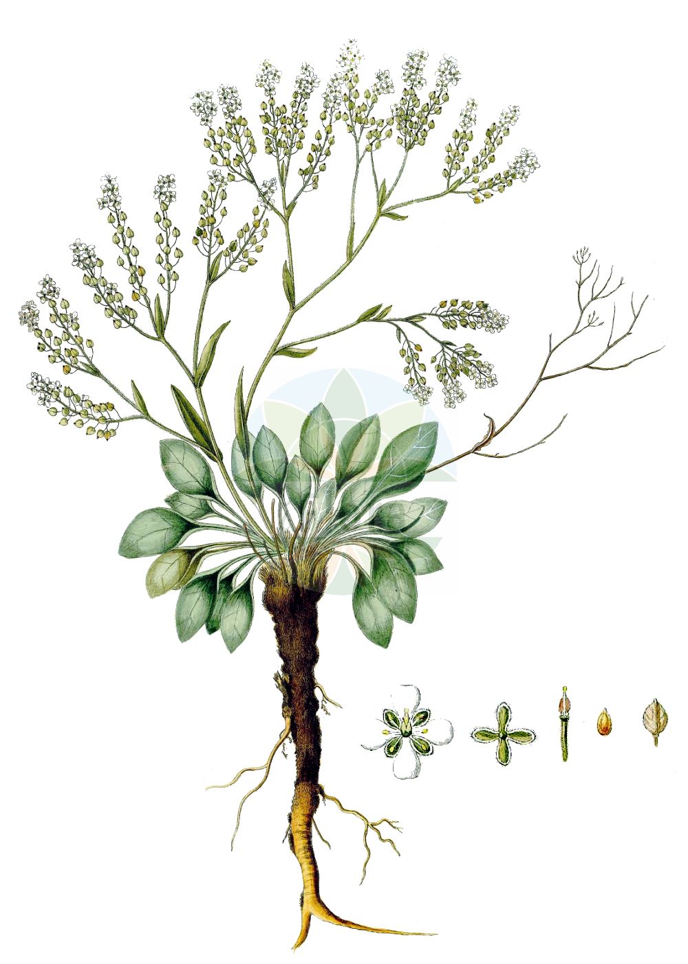 Historische Abbildung von Lepidium cartilagineum. Das Bild zeigt Blatt, Bluete, Frucht und Same. ---- Historical Drawing of Lepidium cartilagineum. The image is showing leaf, flower, fruit and seed.(Lepidium cartilagineum,Lepidium borysthenicum,Lepidium cartilagineum,Lepidium cartilagineum (J. C.,Lepidium crassifolium,Lepidium crenatifolium,Lepidium pumilum,Lepidium syvaschicum,Thlaspi cartilagineum,Lepidium,Kresse,Pepperweed,Brassicaceae,Kreuzblütler,Cabbage family,Blatt,Bluete,Frucht,Same,leaf,flower,fruit,seed,Waldstein-Wartenberg & Kitaibel (1799-1812))