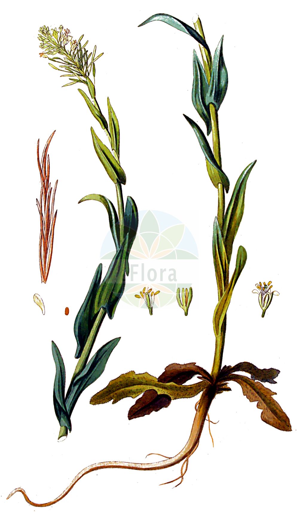 Historische Abbildung von Turritis glabra (Kahle Gänsekresse - Tower Mustard). Das Bild zeigt Blatt, Bluete, Frucht und Same. ---- Historical Drawing of Turritis glabra (Kahle Gänsekresse - Tower Mustard). The image is showing leaf, flower, fruit and seed.(Turritis glabra,Kahle Gänsekresse,Tower Mustard,Arabis crepidipoda,Arabis glabra,Arabis perfoliata,Arabis pseudoturritis,Turritis glabra,Turritis pseudoturritis,Kahle Gaensekresse,Turmkraut,Tower Mustard,Glabrous Tower Cress,Garden Arabis,Tower Rockcress,Turritis,Turmkraut,Brassicaceae,Kreuzblütler,Cabbage family,Blatt,Bluete,Frucht,Same,leaf,flower,fruit,seed,Kops (1800-1934))