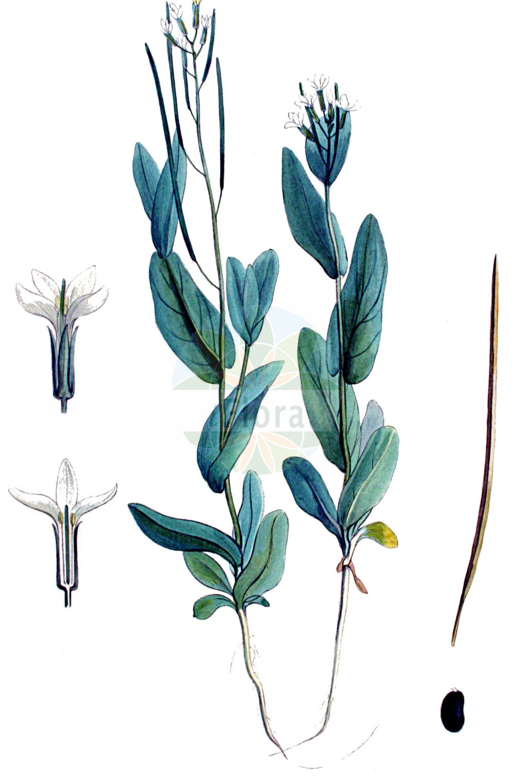 Historische Abbildung von Conringia orientalis (Orientalischer Ackerkohl - Hare's-ear Mustard). Das Bild zeigt Blatt, Bluete, Frucht und Same. ---- Historical Drawing of Conringia orientalis (Orientalischer Ackerkohl - Hare's-ear Mustard). The image is showing leaf, flower, fruit and seed.(Conringia orientalis,Orientalischer Ackerkohl,Hare's-ear Mustard,Brassica orientalis,Conringia orientalis,Conringia perfoliata,Erysimum orientale,Orientalischer Ackerkohl,Ackerkohl,Weisser Ackerkohl,Hare's-ear Mustard,Hare's-ear Cabbage,Hare's-ear Treacle,Hare's-ear Treacle Mustard,Conringia,Ackerkohl,Hare's Ear Mustard,Brassicaceae,Kreuzblütler,Cabbage family,Blatt,Bluete,Frucht,Same,leaf,flower,fruit,seed,Kops (1800-1934))