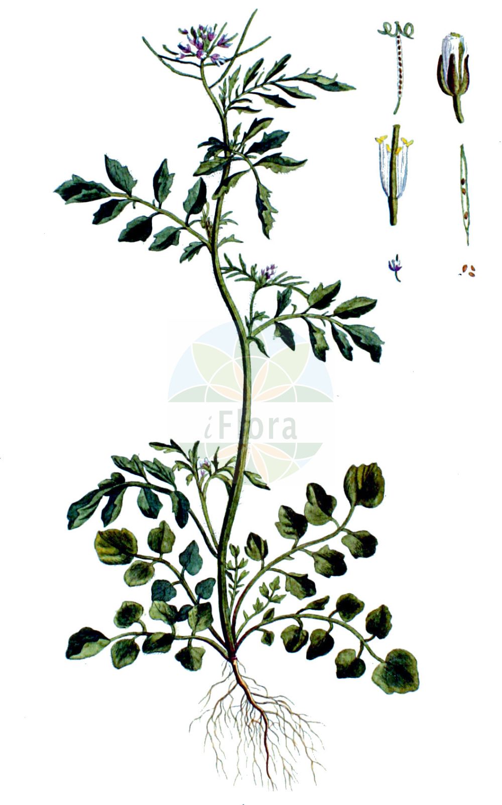 Historische Abbildung von Cardamine hirsuta (Behaartes Schaumkraut - Hairy Bitter-cress). Das Bild zeigt Blatt, Bluete, Frucht und Same. ---- Historical Drawing of Cardamine hirsuta (Behaartes Schaumkraut - Hairy Bitter-cress). The image is showing leaf, flower, fruit and seed.(Cardamine hirsuta,Behaartes Schaumkraut,Hairy Bitter-cress,Cardamine hirsuta L. subsp.,Cardamine multicaulis,Cardamine hirsuta,Behaartes Schaumkraut,Vielstaengeliges Schaumkraut,Viermaenniges Schaumkraut,Hairy Bitter-cress,Lamb's Cress,Bristly Bittercress,Bittercress,Land Cress,Touch-me-Not,Cardamine,Schaumkraut,Bittercress,Brassicaceae,Kreuzblütler,Cabbage family,Blatt,Bluete,Frucht,Same,leaf,flower,fruit,seed,Kops (1800-1934))