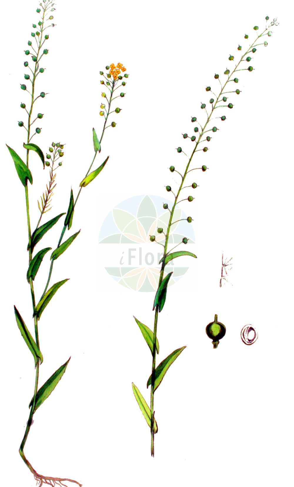 Historische Abbildung von Neslia paniculata (Finkensame - Ball Mustard). Das Bild zeigt Blatt, Bluete, Frucht und Same. ---- Historical Drawing of Neslia paniculata (Finkensame - Ball Mustard). The image is showing leaf, flower, fruit and seed.(Neslia paniculata,Finkensame,Ball Mustard,Myagrum paniculatum,Neslia paniculata,Vogelia apiculata,Vogelia paniculata,Finkensame,Ball Mustard,Neslia,Finkensame,Ball Mustard,Brassicaceae,Kreuzblütler,Cabbage family,Blatt,Bluete,Frucht,Same,leaf,flower,fruit,seed,Kops (1800-1934))