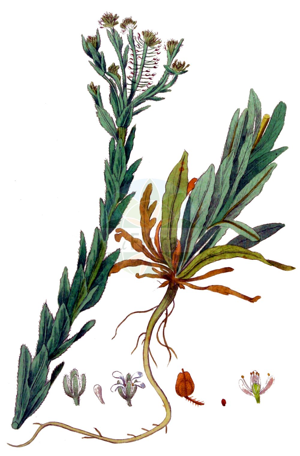 Historische Abbildung von Lepidium campestre (Feld-Kresse - Field Pepperwort). Das Bild zeigt Blatt, Bluete, Frucht und Same. ---- Historical Drawing of Lepidium campestre (Feld-Kresse - Field Pepperwort). The image is showing leaf, flower, fruit and seed.(Lepidium campestre,Feld-Kresse,Field Pepperwort,Lepidium campestre,Thlaspi campestre,Feld-Kresse,Field Pepperwort,Cow Cress,Field Cress,Pepperwort,Field Pepperweed,Lepidium,Kresse,Pepperweed,Brassicaceae,Kreuzblütler,Cabbage family,Blatt,Bluete,Frucht,Same,leaf,flower,fruit,seed,Kops (1800-1934))