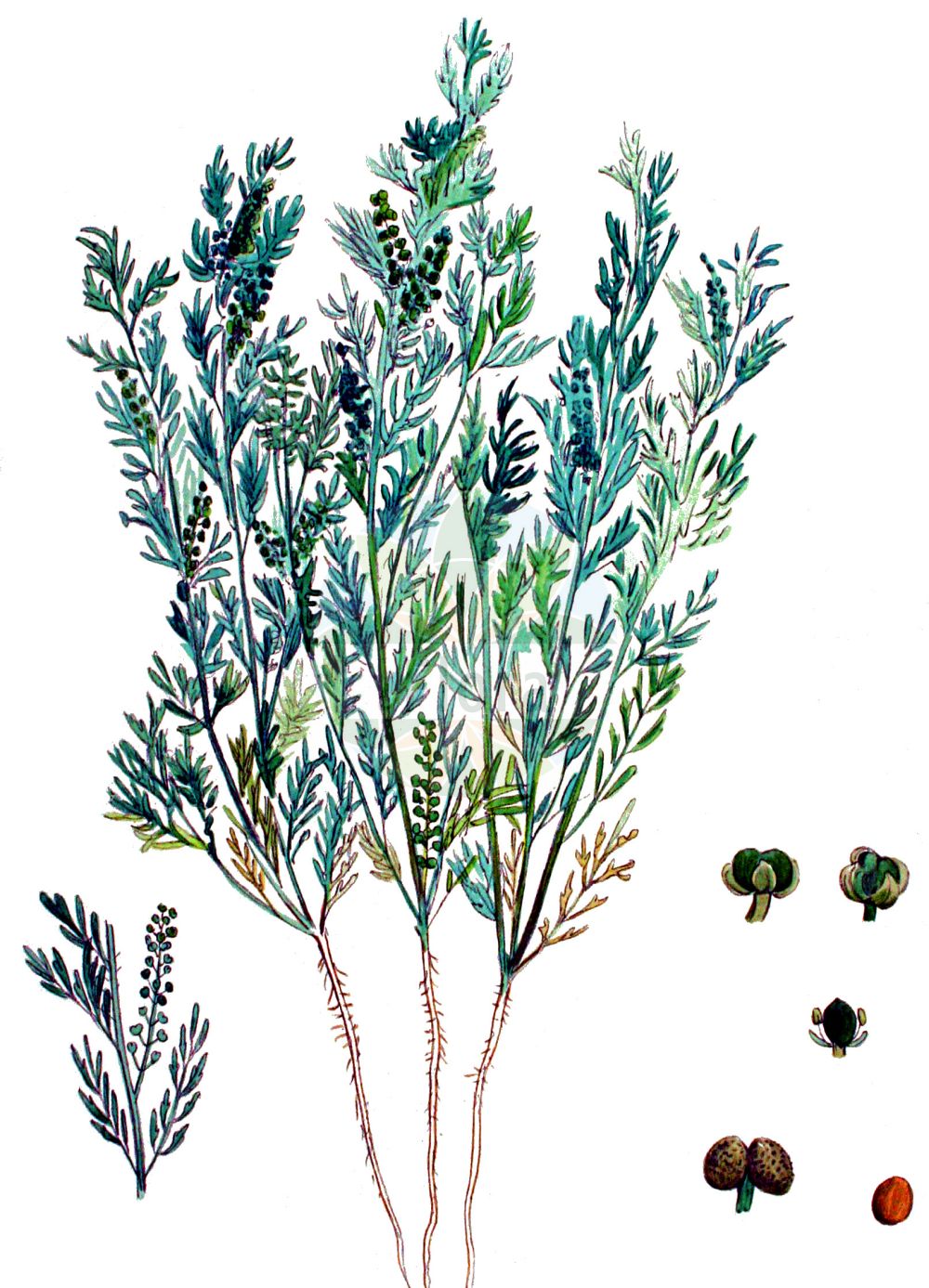 Historische Abbildung von Lepidium didymum (Zweiknotiger Krähenfuß - Lesser Swine-cress). Das Bild zeigt Blatt, Bluete, Frucht und Same. ---- Historical Drawing of Lepidium didymum (Zweiknotiger Krähenfuß - Lesser Swine-cress). The image is showing leaf, flower, fruit and seed.(Lepidium didymum,Zweiknotiger Krähenfuß,Lesser Swine-cress,Coronopus didymus,Coronopus pinnatifida,Lepidium didymum,Senebiera didyma,Senebiera didymus,Senebiera pinnatifida,Zweiknotiger Kraehenfuss,Lesser Swine-cress,Slender Wartcress,Twincress,Lepidium,Kresse,Pepperweed,Brassicaceae,Kreuzblütler,Cabbage family,Blatt,Bluete,Frucht,Same,leaf,flower,fruit,seed,Kops (1800-1934))