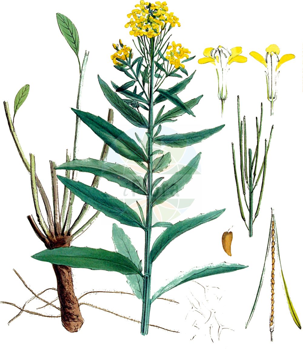Historische Abbildung von Erysimum hieraciifolium agg. (Steifer Schöterich - Hawkweed-leaved Treacle Mustard). Das Bild zeigt Blatt, Bluete, Frucht und Same. ---- Historical Drawing of Erysimum hieraciifolium agg. (Steifer Schöterich - Hawkweed-leaved Treacle Mustard). The image is showing leaf, flower, fruit and seed.(Erysimum hieraciifolium agg.,Steifer Schöterich,Hawkweed-leaved Treacle Mustard,Erysimum hieraciifolium,Steifer Schoeterich,Hawkweed-leaved Treacle Mustard,Perennial Wormseed,Tall Wormseed Wallflower,Erysimum,Schöterich,Wallflower,Brassicaceae,Kreuzblütler,Cabbage family,Blatt,Bluete,Frucht,Same,leaf,flower,fruit,seed,Kops (1800-1934))