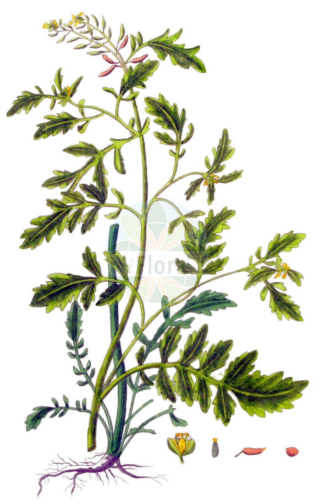 Historische Abbildung von Rorippa palustris (Gewöhnliche Sumpfkresse - Marsh Yellow-cress). Das Bild zeigt Blatt, Bluete, Frucht und Same. ---- Historical Drawing of Rorippa palustris (Gewöhnliche Sumpfkresse - Marsh Yellow-cress). The image is showing leaf, flower, fruit and seed.(Rorippa palustris,Gewöhnliche Sumpfkresse,Marsh Yellow-cress,Nasturtium palustre,Rorippa palustris,Rorippa palustris (L.) Besser,Sisymbrium amphibium var. palustre,Gewoehnliche Sumpfkresse,Marsh Yellow-cress,Bog Yellowcress,Northern Marshcress,Northern Yellowcress,Rorippa,Sumpfkresse,Yellowcress,Brassicaceae,Kreuzblütler,Cabbage family,Blatt,Bluete,Frucht,Same,leaf,flower,fruit,seed,Kops (1800-1934))