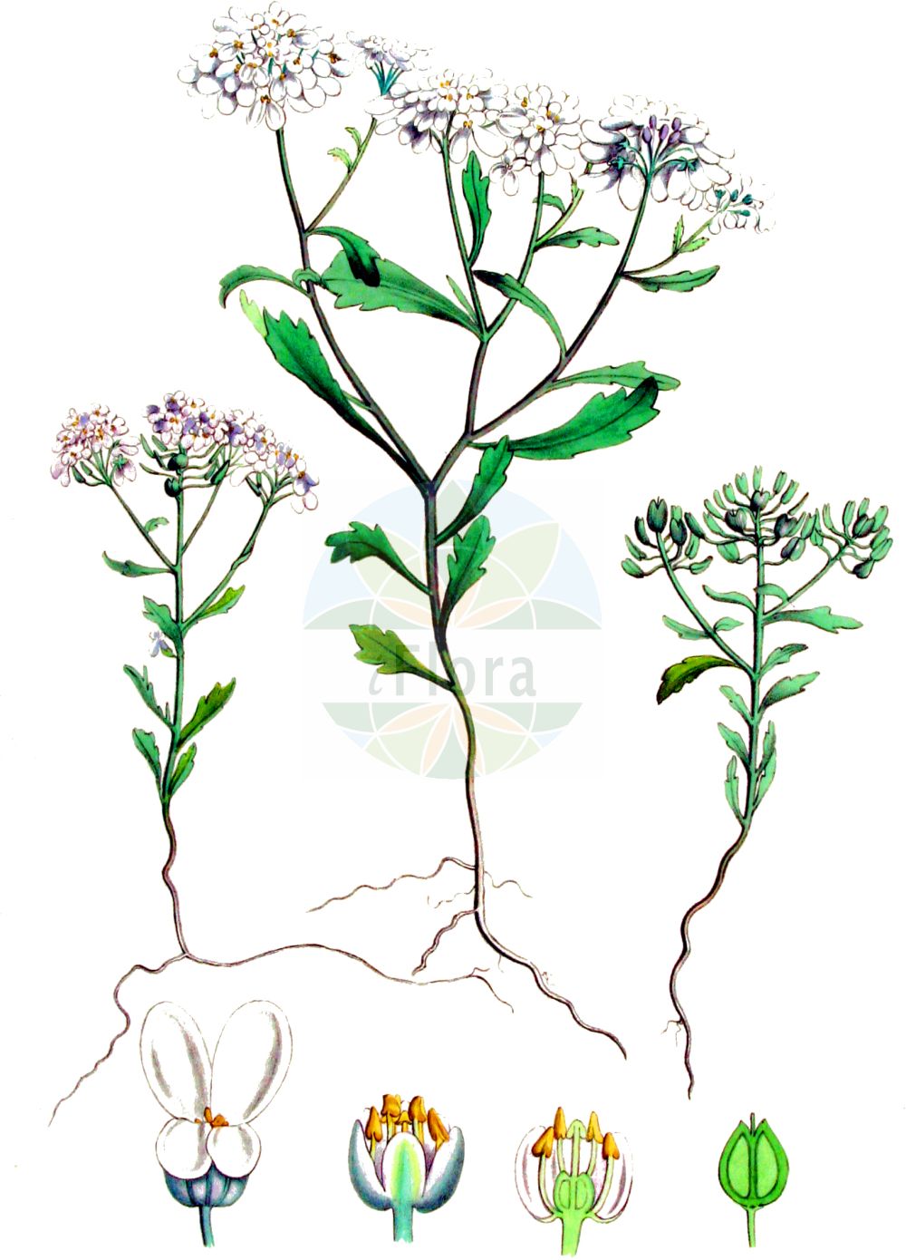 Historische Abbildung von Iberis amara (Bittere Schleifenblume - Wild Candytuft). Das Bild zeigt Blatt, Bluete, Frucht und Same. ---- Historical Drawing of Iberis amara (Bittere Schleifenblume - Wild Candytuft). The image is showing leaf, flower, fruit and seed.(Iberis amara,Bittere Schleifenblume,Wild Candytuft,Iberis affinis,Iberis amara,Iberis amara L. subsp.,Iberis ceratophylla,Iberis coronaria,Iberis crenata,Iberis forestieri,Iberis pinetorum,Bittere Schleifenblume,Wild Candytuft,Annual Candytuft,Iberis,Schleifenblume,Candytuft,Brassicaceae,Kreuzblütler,Cabbage family,Blatt,Bluete,Frucht,Same,leaf,flower,fruit,seed,Kops (1800-1934))