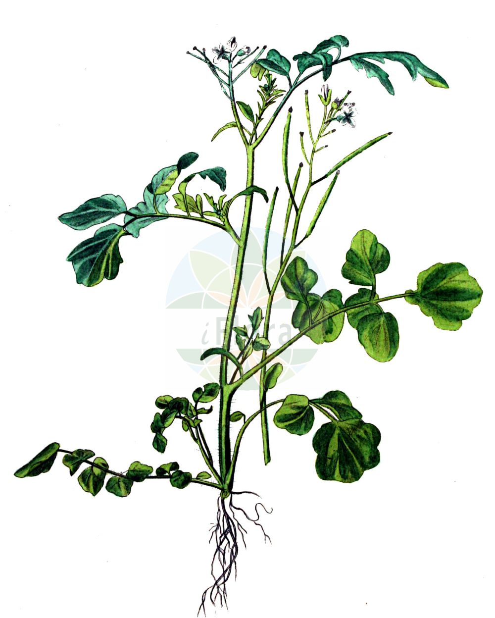 Historische Abbildung von Cardamine flexuosa (Wald-Schaumkraut - Wavy Bitter-cress). Das Bild zeigt Blatt, Bluete, Frucht und Same. ---- Historical Drawing of Cardamine flexuosa (Wald-Schaumkraut - Wavy Bitter-cress). The image is showing leaf, flower, fruit and seed.(Cardamine flexuosa,Wald-Schaumkraut,Wavy Bitter-cress,Cardamine drymeja,Cardamine pusilla,Cardamine sylvatica,Cardamine tatrensis,Cardamine umbrosa,Cardamine flexuosa,Wald-Schaumkraut,Verbogenes Schaumkraut,Wavy Bitter-cress,Flexuous Bittercress,Woodland Bittercress,Wood Bittercress,Cardamine,Schaumkraut,Bittercress,Brassicaceae,Kreuzblütler,Cabbage family,Blatt,Bluete,Frucht,Same,leaf,flower,fruit,seed,Kops (1800-1934))