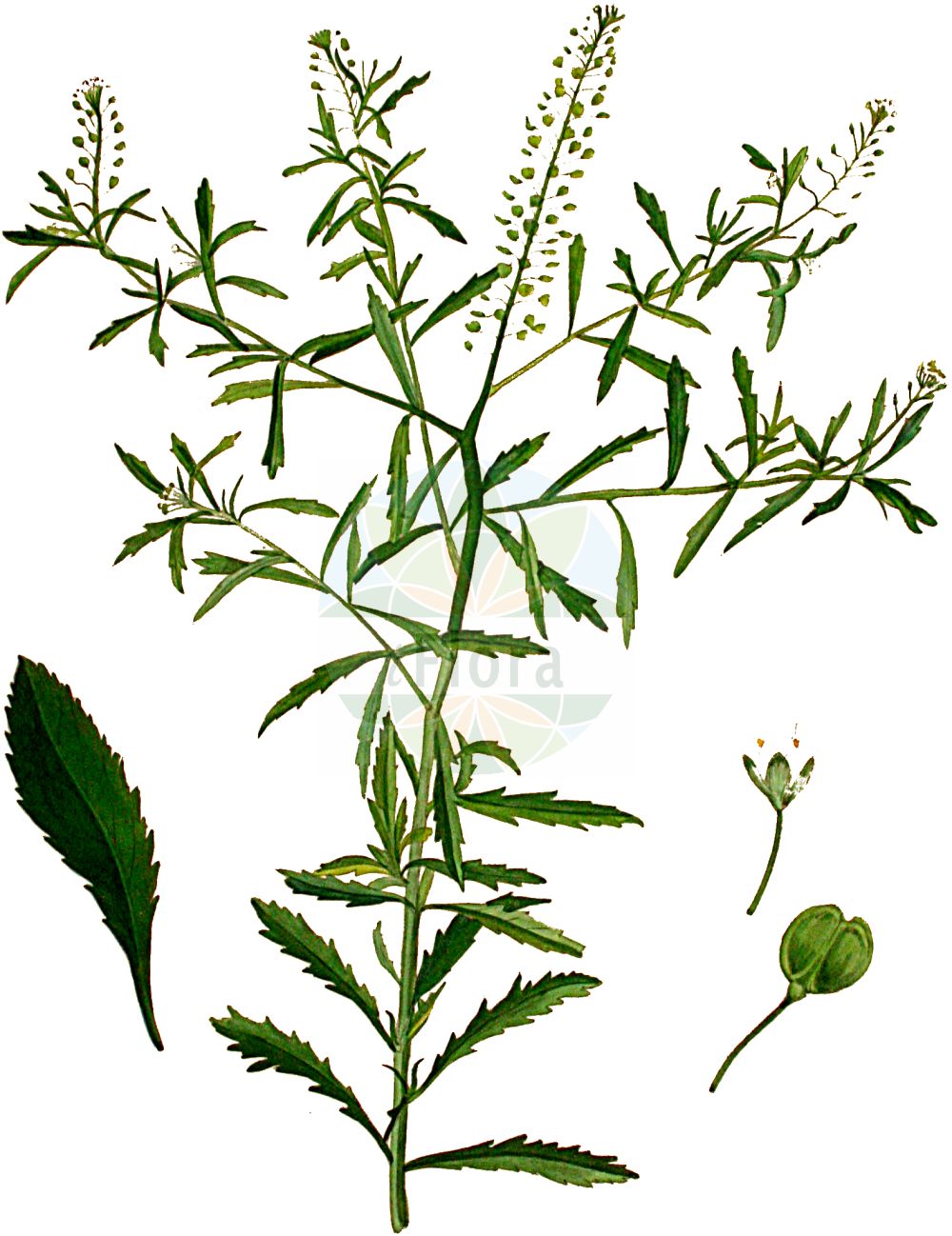 Historische Abbildung von Lepidium virginicum (Virginische Kresse - Least Pepperwort). Das Bild zeigt Blatt, Bluete, Frucht und Same. ---- Historical Drawing of Lepidium virginicum (Virginische Kresse - Least Pepperwort). The image is showing leaf, flower, fruit and seed.(Lepidium virginicum,Virginische Kresse,Least Pepperwort,Lepidium virginicum,Lepidium virginicum L. subsp.,Virginische Kresse,Least Pepperwort,Virginia Pepperrwort,Poor Man's Pepperwort,Virginian Peppercress,Virginia Pepperweed,Lepidium,Kresse,Pepperweed,Brassicaceae,Kreuzblütler,Cabbage family,Blatt,Bluete,Frucht,Same,leaf,flower,fruit,seed,Kops (1800-1934))