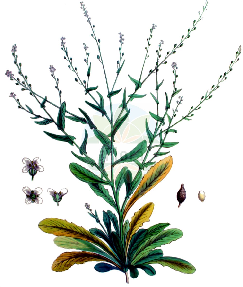Historische Abbildung von Calepina irregularis (Wendich - White Ball-mustard). Das Bild zeigt Blatt, Bluete, Frucht und Same. ---- Historical Drawing of Calepina irregularis (Wendich - White Ball-mustard). The image is showing leaf, flower, fruit and seed.(Calepina irregularis,Wendich,White Ball-mustard,Calepina cochlearioides,Calepina corvini,Calepina corvinii,Calepina irregularis,Calepina ruellii,Laelia irregularis,Myagrum irregulare,Wendich,White Ball-mustard,Calepina,Wendich,Ballmustard,Brassicaceae,Kreuzblütler,Cabbage family,Blatt,Bluete,Frucht,Same,leaf,flower,fruit,seed,Kops (1800-1934))
