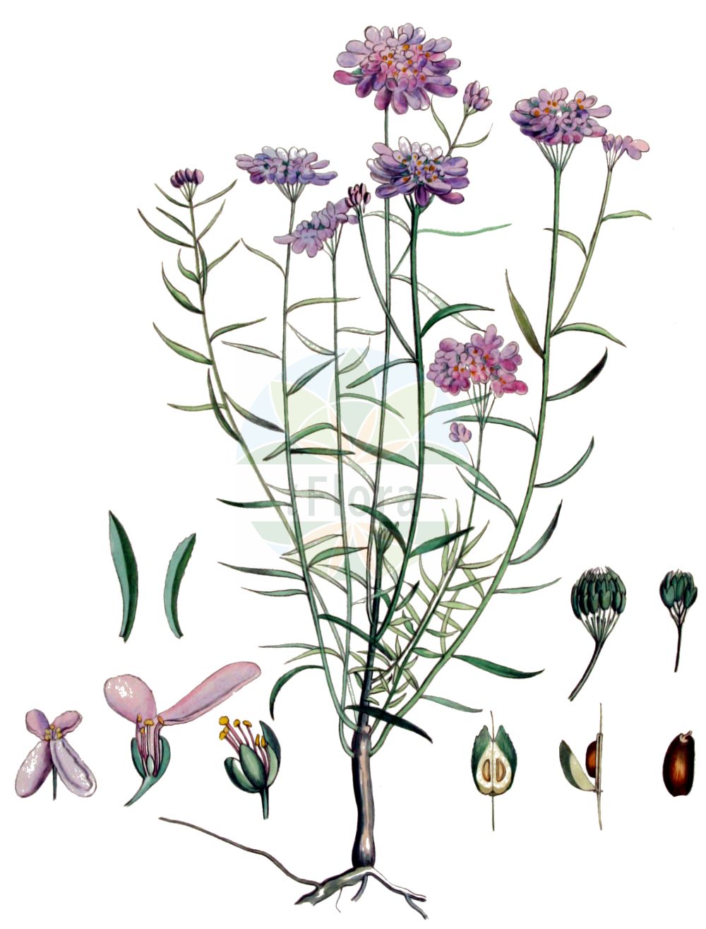 Historische Abbildung von Iberis umbellata (Garden Candytuft). Das Bild zeigt Blatt, Bluete, Frucht und Same. ---- Historical Drawing of Iberis umbellata (Garden Candytuft). The image is showing leaf, flower, fruit and seed.(Iberis umbellata,Garden Candytuft,Iberis roseopurpurea,Iberis umbellata,Iberis umbellata subsp. grenieri,Iberis,Schleifenblume,Candytuft,Brassicaceae,Kreuzblütler,Cabbage family,Blatt,Bluete,Frucht,Same,leaf,flower,fruit,seed,Kops (1800-1934))