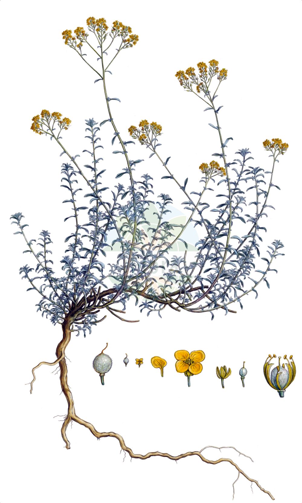 Historische Abbildung von Odontarrhena argentea. Das Bild zeigt Blatt, Bluete, Frucht und Same. ---- Historical Drawing of Odontarrhena argentea. The image is showing leaf, flower, fruit and seed.(Odontarrhena argentea,Adyseton argenteum,Alyssum argenteum,Alyssum elatum,Lunaria argentea,Odontarrhena argentea,Odontarrhena,Brassicaceae,Kreuzblütler,Cabbage family,Blatt,Bluete,Frucht,Same,leaf,flower,fruit,seed,Sibthorp & Smith (1806-1840))