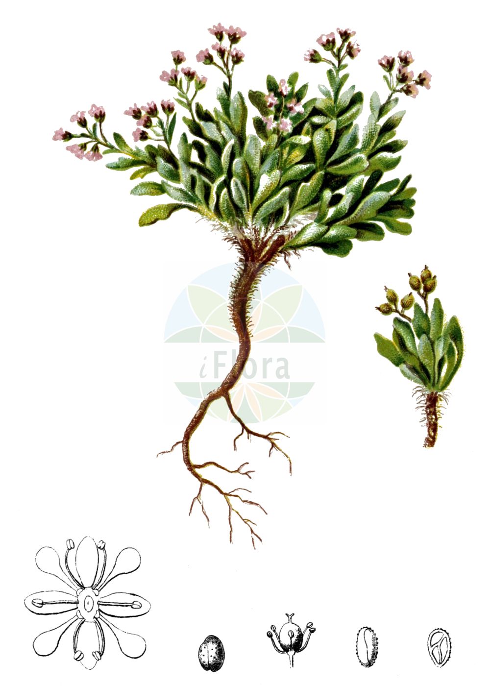 Historische Abbildung von Rhizobotrya alpina. Das Bild zeigt Blatt, Bluete, Frucht und Same. ---- Historical Drawing of Rhizobotrya alpina. The image is showing leaf, flower, fruit and seed.(Rhizobotrya alpina,Cochlearia brevicaulis,Kernera alpina,Rhizobotrya alpina,Rhizobotrya,Brassicaceae,Kreuzblütler,Cabbage family,Blatt,Bluete,Frucht,Same,leaf,flower,fruit,seed,Hartinger & von Dalla Torre (1806f))