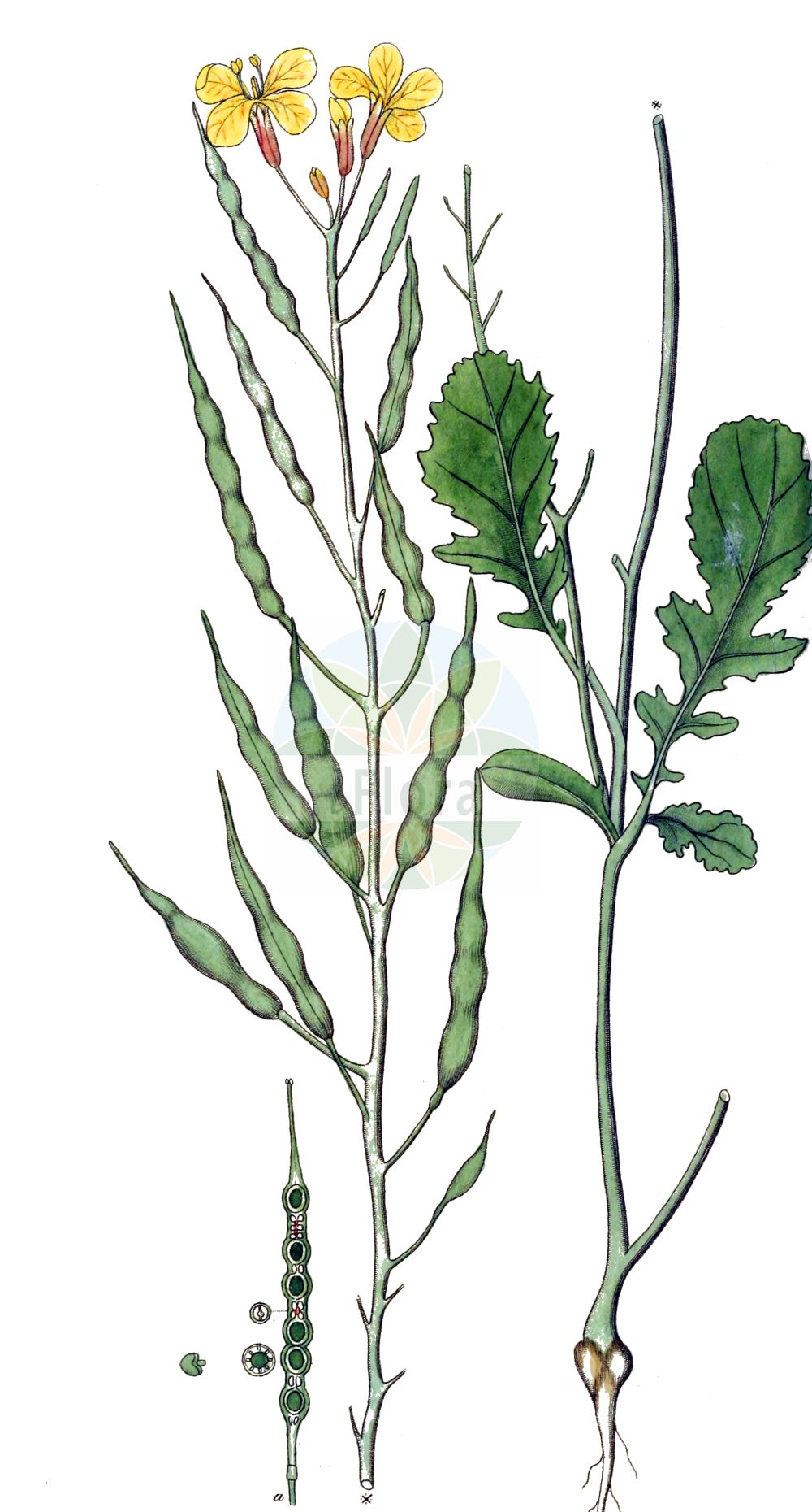 Historische Abbildung von Raphanus raphanistrum (Acker-Rettich - Jointed Charlock). Das Bild zeigt Blatt, Bluete, Frucht und Same. ---- Historical Drawing of Raphanus raphanistrum (Acker-Rettich - Jointed Charlock). The image is showing leaf, flower, fruit and seed.(Raphanus raphanistrum,Acker-Rettich,Jointed Charlock,Raphanistrum arvense,Raphanus raphanistrum,Raphanus sylvestris,Acker-Rettich,Hederich,Jointed Charlock,Runch,Wild Radish,Raphanus,Hederich,Radish,Brassicaceae,Kreuzblütler,Cabbage family,Blatt,Bluete,Frucht,Same,leaf,flower,fruit,seed,Svensk Botanik (Svensk Botanik))