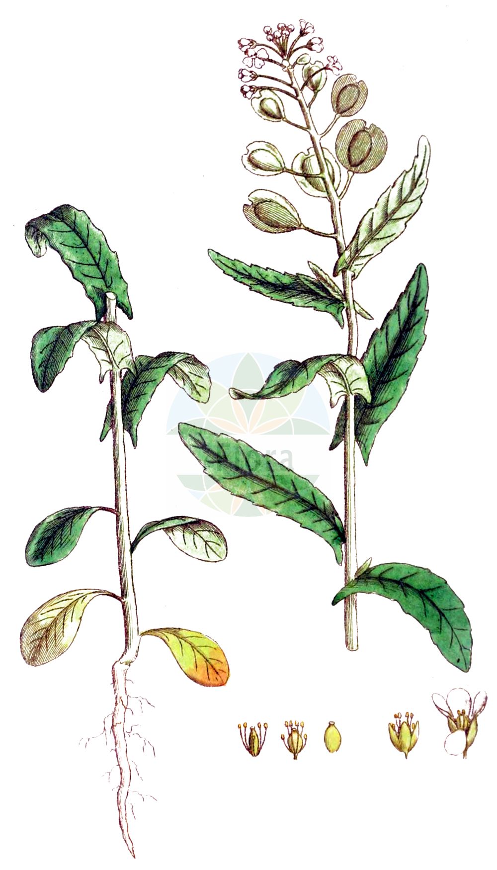 Historische Abbildung von Thlaspi arvense (Acker-Hellerkraut - Field Penny-cress). Das Bild zeigt Blatt, Bluete, Frucht und Same. ---- Historical Drawing of Thlaspi arvense (Acker-Hellerkraut - Field Penny-cress). The image is showing leaf, flower, fruit and seed.(Thlaspi arvense,Acker-Hellerkraut,Field Penny-cress,Thlaspi arvense,Thlaspi arvense L. subsp.,Acker-Hellerkraut,Field Penny-cress,Fanweed,French Weed,Thlaspi,Hellerkraut,Pennycress,Brassicaceae,Kreuzblütler,Cabbage family,Blatt,Bluete,Frucht,Same,leaf,flower,fruit,seed,Svensk Botanik (Svensk Botanik))
