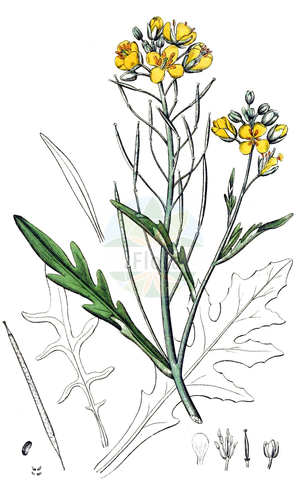 Historische Abbildung von Diplotaxis tenuifolia (Schmalblättriger Doppelsame - Perennial Wall-rocket). Das Bild zeigt Blatt, Bluete, Frucht und Same. ---- Historical Drawing of Diplotaxis tenuifolia (Schmalblättriger Doppelsame - Perennial Wall-rocket). The image is showing leaf, flower, fruit and seed.(Diplotaxis tenuifolia,Schmalblättriger Doppelsame,Perennial Wall-rocket,Diplotaxis tenuifolia,Sisymbrium tenuifolium,Schmalblaettriger Doppelsame,Schmalblaettrige Doppelrauke,Stinkrauke,Perennial Wall-rocket,Sand Rocket,Slim-leaf Wall Rocket,Wall Rocket,Diplotaxis,Doppelsame,Wallrocket,Brassicaceae,Kreuzblütler,Cabbage family,Blatt,Bluete,Frucht,Same,leaf,flower,fruit,seed,Svensk Botanik (Svensk Botanik))