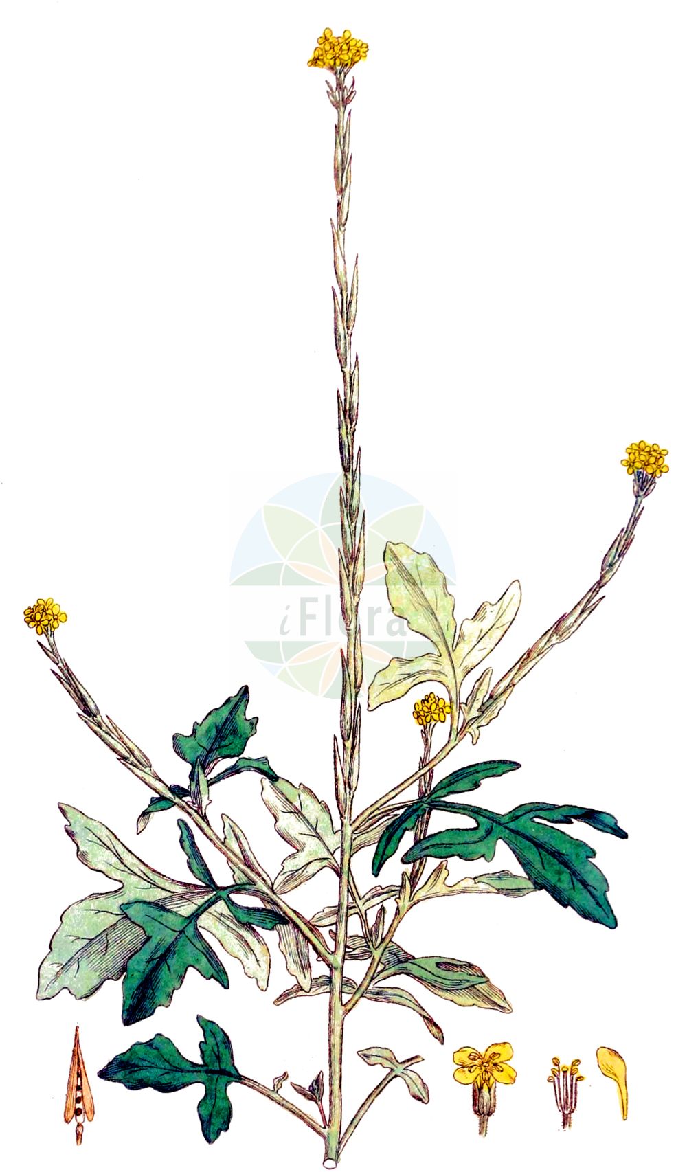 Historische Abbildung von Sisymbrium officinale (Weg-Rauke - Hedge Mustard). Das Bild zeigt Blatt, Bluete, Frucht und Same. ---- Historical Drawing of Sisymbrium officinale (Weg-Rauke - Hedge Mustard). The image is showing leaf, flower, fruit and seed.(Sisymbrium officinale,Weg-Rauke,Hedge Mustard,Chamaeplium officinale,Erysimum officinale,Sisymbrium officinale,Sisymbrium officinale (L.) Scop.,Sisymbrium officinale var. leiocarpum,Weg-Rauke,Schotendotterkraut,Hedge Mustard,Sisymbrium,Rauke,Hedgemustard,Brassicaceae,Kreuzblütler,Cabbage family,Blatt,Bluete,Frucht,Same,leaf,flower,fruit,seed,Svensk Botanik (Svensk Botanik))