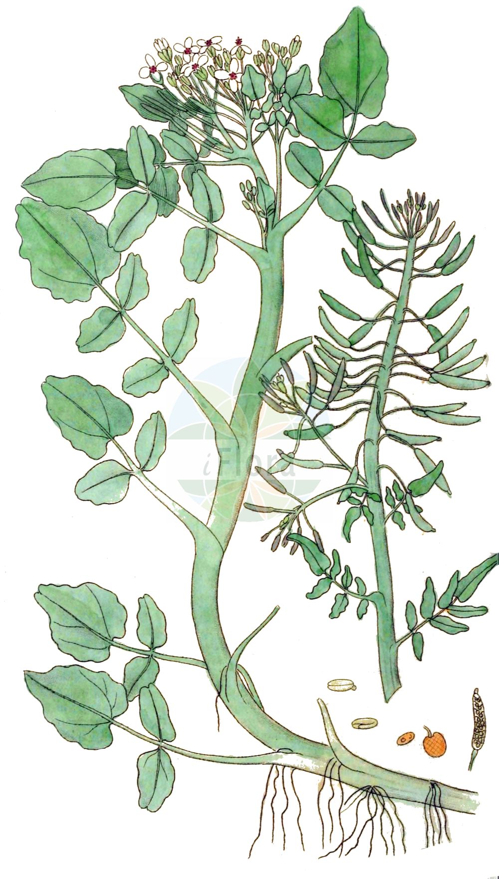 Historische Abbildung von Nasturtium officinale (Gewöhnliche Brunnenkresse - Water-cress). Das Bild zeigt Blatt, Bluete, Frucht und Same. ---- Historical Drawing of Nasturtium officinale (Gewöhnliche Brunnenkresse - Water-cress). The image is showing leaf, flower, fruit and seed.(Nasturtium officinale,Gewöhnliche Brunnenkresse,Water-cress,Nasturtium aquaticum,Nasturtium fontanum,Nasturtium officinale,Nasturtium siifolium,Rorippa nasturtium-aquaticum,Rorippa nasturtium-aquaticum (L.) Hayek,Sisymbrium nasturtium-aquaticum,Gewoehnliche Brunnenkresse,Wasserkresse,Water-cress,Nasturtium,Brunnenkresse,Watercress,Brassicaceae,Kreuzblütler,Cabbage family,Blatt,Bluete,Frucht,Same,leaf,flower,fruit,seed,Svensk Botanik (Svensk Botanik))