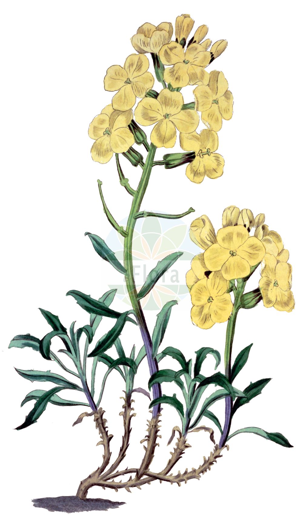 Historische Abbildung von Erysimum diffusum. Das Bild zeigt Blatt, Bluete, Frucht und Same. ---- Historical Drawing of Erysimum diffusum. The image is showing leaf, flower, fruit and seed.(Erysimum diffusum,Erysimum andrzejowskianum,Erysimum canescens,Erysimum diffusum,Erysimum,Schöterich,Wallflower,Brassicaceae,Kreuzblütler,Cabbage family,Blatt,Bluete,Frucht,Same,leaf,flower,fruit,seed,Botanical Register (1815-1828))