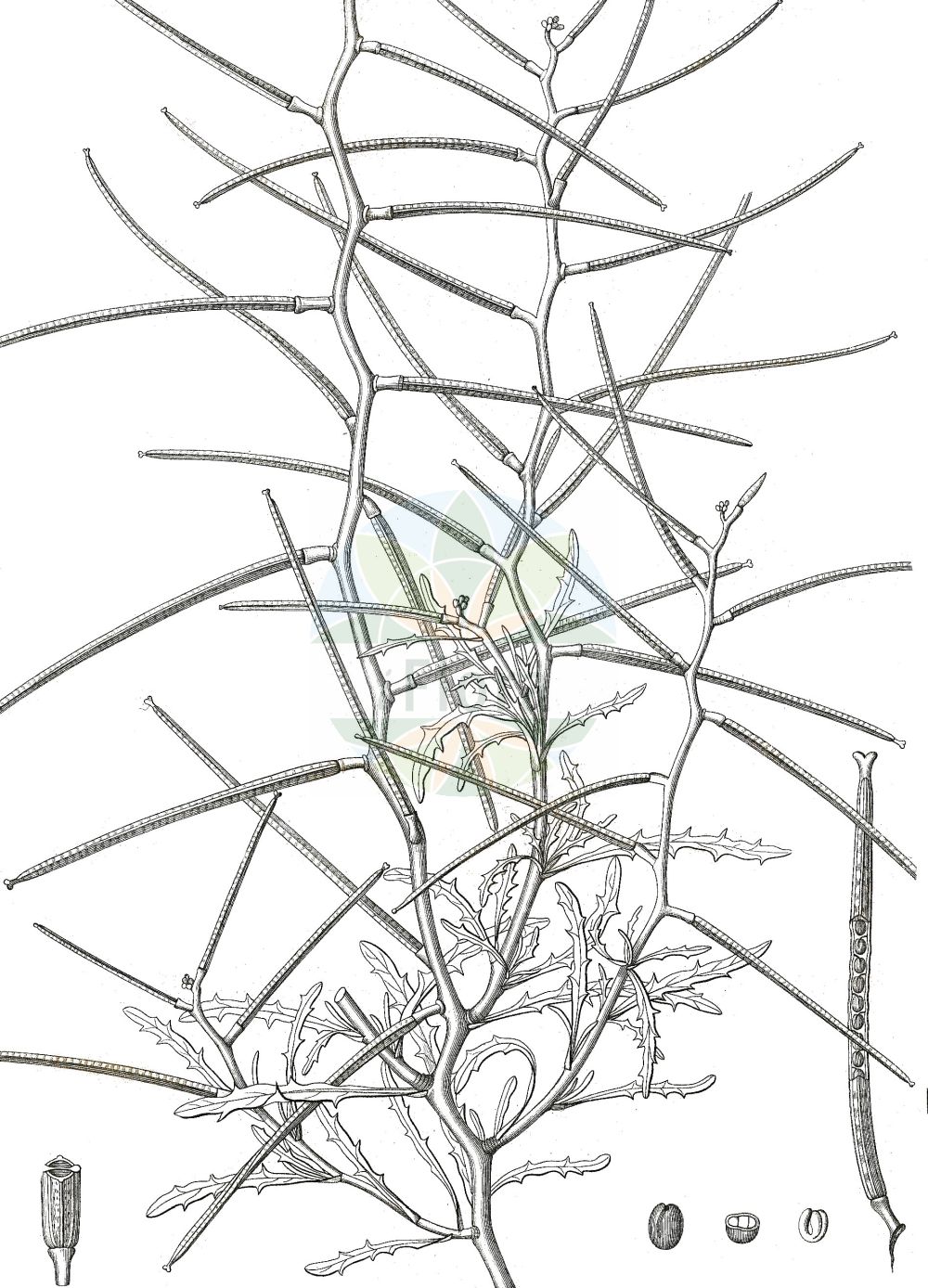 Historische Abbildung von Erysimum repandum (Sparriger Schöterich - Spreading Treacle-mustard). Das Bild zeigt Blatt, Bluete, Frucht und Same. ---- Historical Drawing of Erysimum repandum (Sparriger Schöterich - Spreading Treacle-mustard). The image is showing leaf, flower, fruit and seed.(Erysimum repandum,Sparriger Schöterich,Spreading Treacle-mustard,Erysimum comperianum,Erysimum patens,Erysimum ramosissimum,Erysimum repandum,Erysimum rigidum,Sparriger Schoeterich,Brach-Schoeterich,Spreizender Schoeterich,Spreading Treacle-mustard,Bushy Wallflower,Voluminous Erysimum,Spreading Wallflower,Treacle Mustard,Erysimum,Schöterich,Wallflower,Brassicaceae,Kreuzblütler,Cabbage family,Blatt,Bluete,Frucht,Same,leaf,flower,fruit,seed,Delessert & de Candolle (1820-1846))