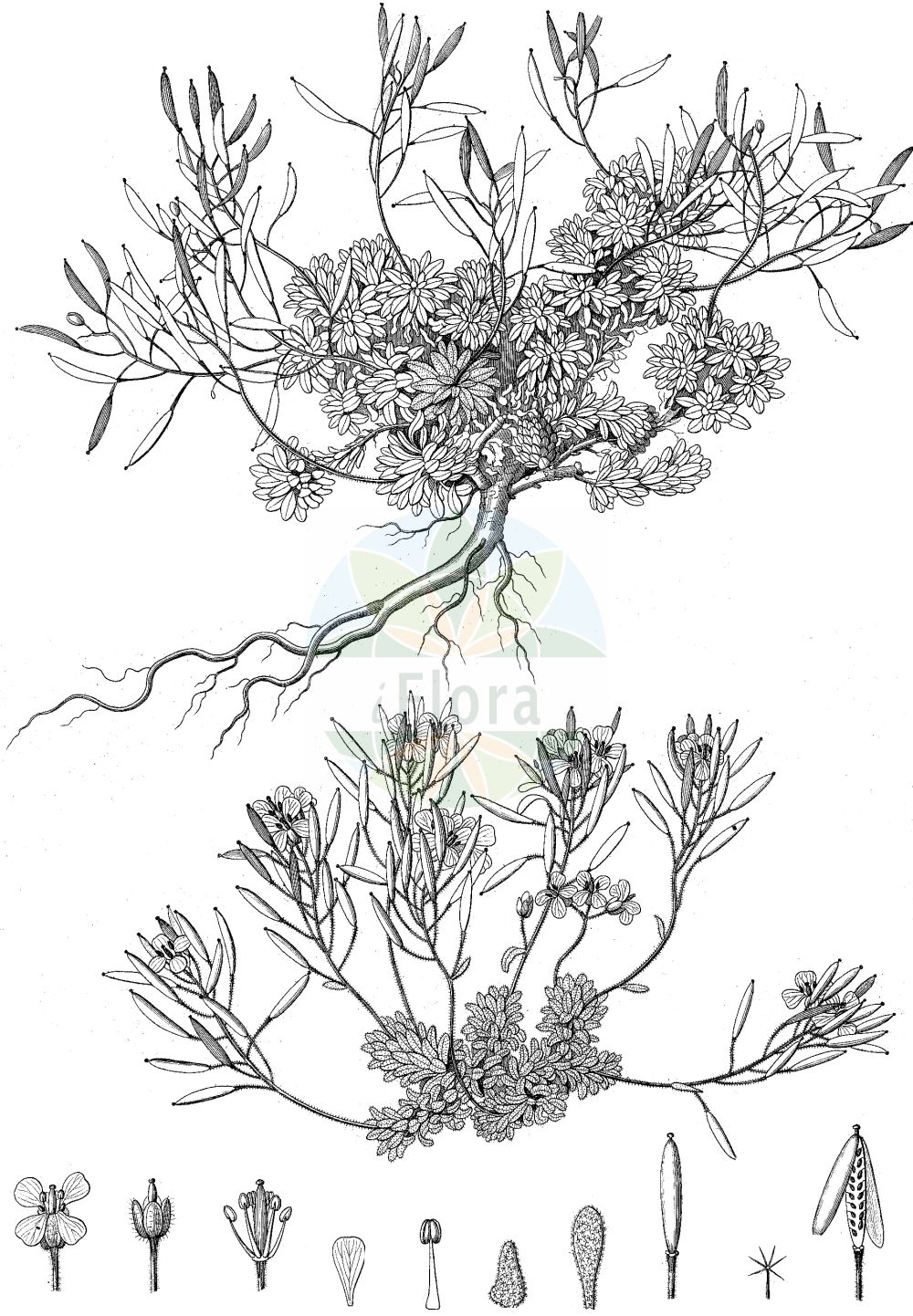 Historische Abbildung von Draba dubia (Eis-Felsenblümchen - Austrian Whitlowgrass). Das Bild zeigt Blatt, Bluete, Frucht und Same. ---- Historical Drawing of Draba dubia (Eis-Felsenblümchen - Austrian Whitlowgrass). The image is showing leaf, flower, fruit and seed.(Draba dubia,Eis-Felsenblümchen,Austrian Whitlowgrass,Draba dubia,Draba laevipes,Eis-Felsenbluemchen,Frost-Felsenbluemchen,Kaelte-Felsenbluemchen,Austrian Whitlowgrass,Draba,Felsenblümchen,Whitlowgrass,Brassicaceae,Kreuzblütler,Cabbage family,Blatt,Bluete,Frucht,Same,leaf,flower,fruit,seed,Delessert & de Candolle (1820-1846))