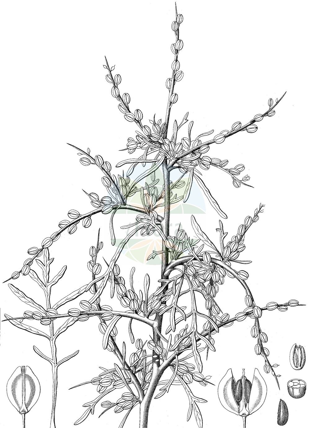 Historische Abbildung von Lepidium sativum (Garten-Kresse - Garden Cress). Das Bild zeigt Blatt, Bluete, Frucht und Same. ---- Historical Drawing of Lepidium sativum (Garten-Kresse - Garden Cress). The image is showing leaf, flower, fruit and seed.(Lepidium sativum,Garten-Kresse,Garden Cress,Lepidium sativum,Nasturtium crispum,Garten-Kresse,Garden Cress,Gardencress Pepperweed,Peppergrass,Lepidium,Kresse,Pepperweed,Brassicaceae,Kreuzblütler,Cabbage family,Blatt,Bluete,Frucht,Same,leaf,flower,fruit,seed,Delessert & de Candolle (1820-1846))