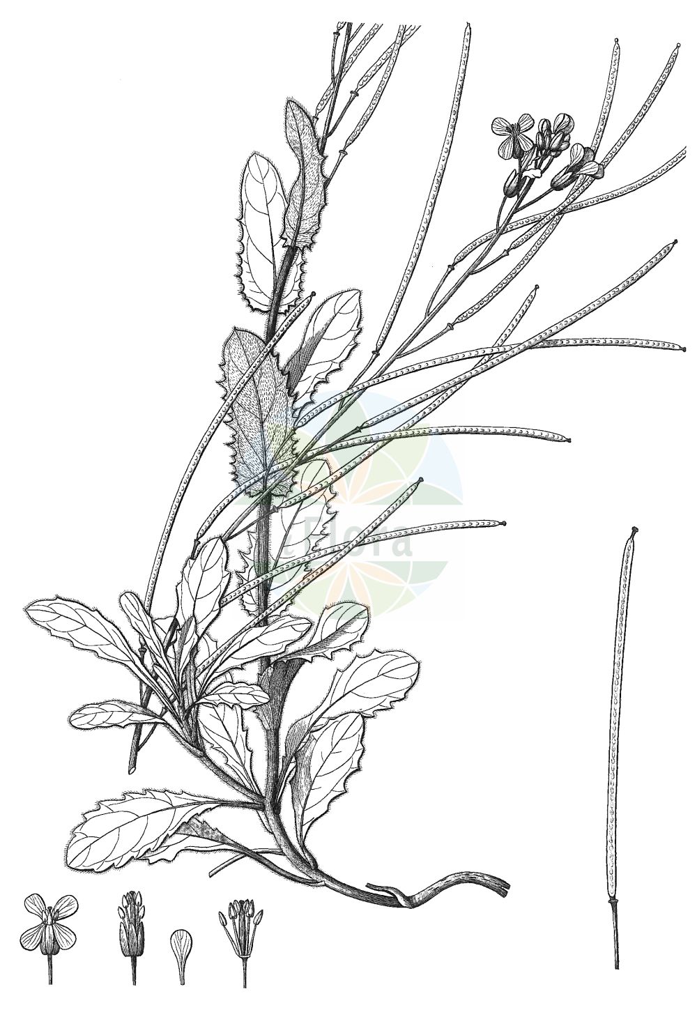 Historische Abbildung von Arabis collina (Hügel-Gänsekresse - Rosy Cress). Das Bild zeigt Blatt, Bluete, Frucht und Same. ---- Historical Drawing of Arabis collina (Hügel-Gänsekresse - Rosy Cress). The image is showing leaf, flower, fruit and seed.(Arabis collina,Hügel-Gänsekresse,Rosy Cress,Arabis collina,Arabis collina Ten. subsp.,Arabis madonia,Arabis muralis,Arabis muricola,Arabis tenella,Huegel-Gaensekresse,Rosy Cress,Arabis,Gänsekresse,Rockcress,Brassicaceae,Kreuzblütler,Cabbage family,Blatt,Bluete,Frucht,Same,leaf,flower,fruit,seed,Delessert & de Candolle (1820-1846))