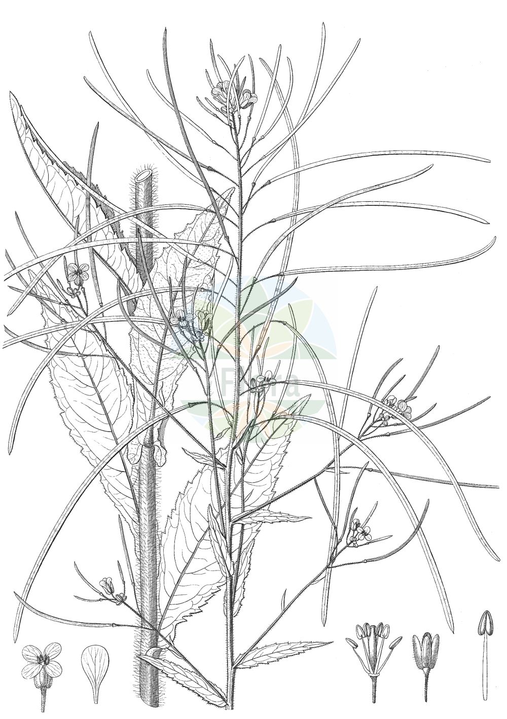 Historische Abbildung von Catolobus pendula. Das Bild zeigt Blatt, Bluete, Frucht und Same. ---- Historical Drawing of Catolobus pendula. The image is showing leaf, flower, fruit and seed.(Catolobus pendula,Arabis pendula,Catolobus pendula,Catolobus,Gänsekresse,Brassicaceae,Kreuzblütler,Cabbage family,Blatt,Bluete,Frucht,Same,leaf,flower,fruit,seed,Delessert & de Candolle (1820-1846))