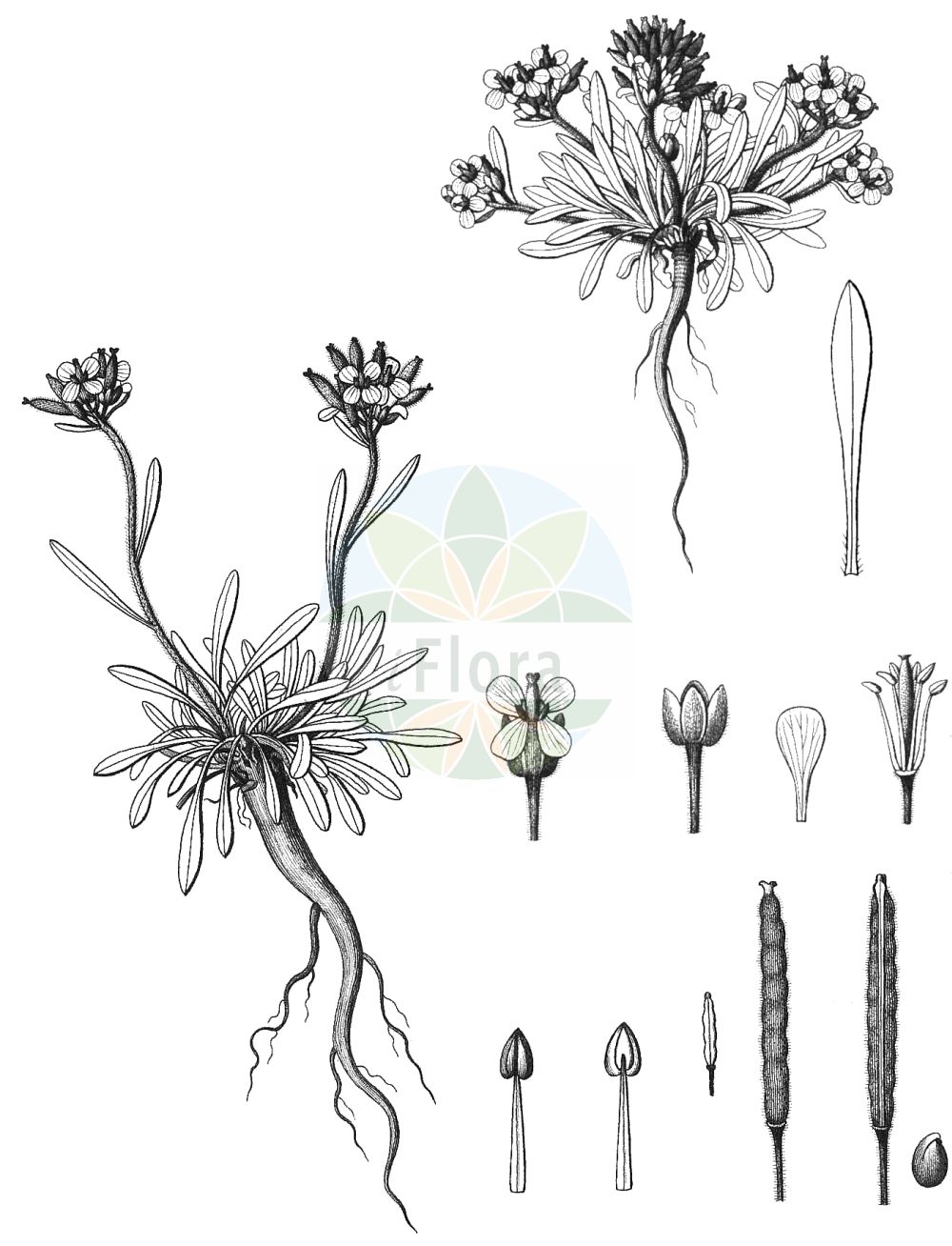 Historische Abbildung von Braya alpina. Das Bild zeigt Blatt, Bluete, Frucht und Same. ---- Historical Drawing of Braya alpina. The image is showing leaf, flower, fruit and seed.(Braya alpina,Braya alpina,Braya,Brassicaceae,Kreuzblütler,Cabbage family,Blatt,Bluete,Frucht,Same,leaf,flower,fruit,seed,Delessert & de Candolle (1820-1846))