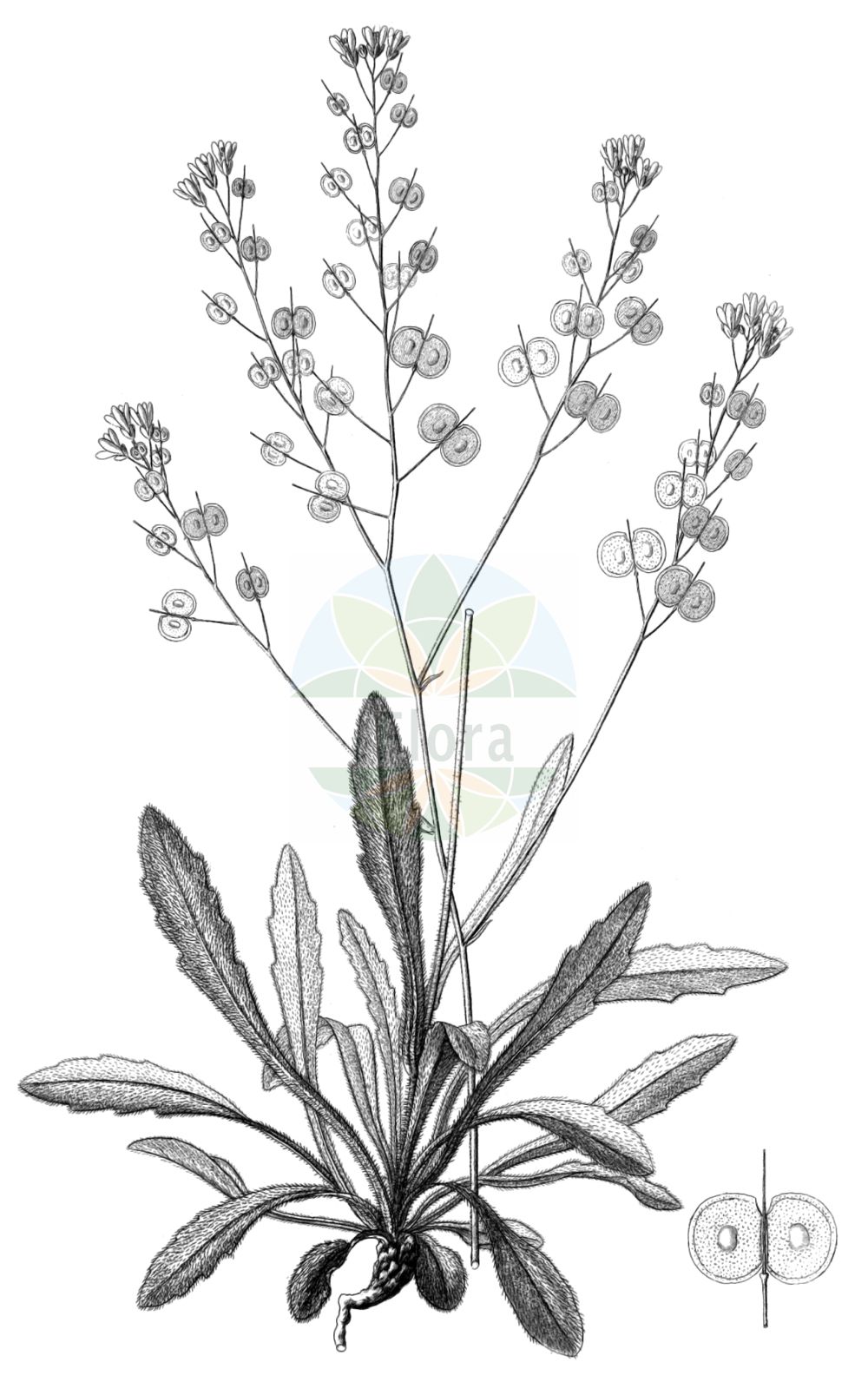Historische Abbildung von Biscutella laevigata (Glattfrüchtiges Brillenschötchen - Buckler-mustard). Das Bild zeigt Blatt, Bluete, Frucht und Same. ---- Historical Drawing of Biscutella laevigata (Glattfrüchtiges Brillenschötchen - Buckler-mustard). The image is showing leaf, flower, fruit and seed.(Biscutella laevigata,Glattfrüchtiges Brillenschötchen,Buckler-mustard,Biscutella laevigata,Glattfruechtiges Brillenschoetchen,Blattloses Brillenschoetchen,Brillenschoetchen,Glattes Brillenschoetchen,Kerners Brillenschoetchen,Schmalblaettriges Brillenschoetchen,Veraenderliches Brillenschoetchen,Westfaelisches Brillenschoetchen,Zerbrechliches Brillenschoetchen,Buckler-mustard,Biscutella,Brillenschötchen,Buckler Mustard,Brassicaceae,Kreuzblütler,Cabbage family,Blatt,Bluete,Frucht,Same,leaf,flower,fruit,seed,Reichenbach (1823-1832))