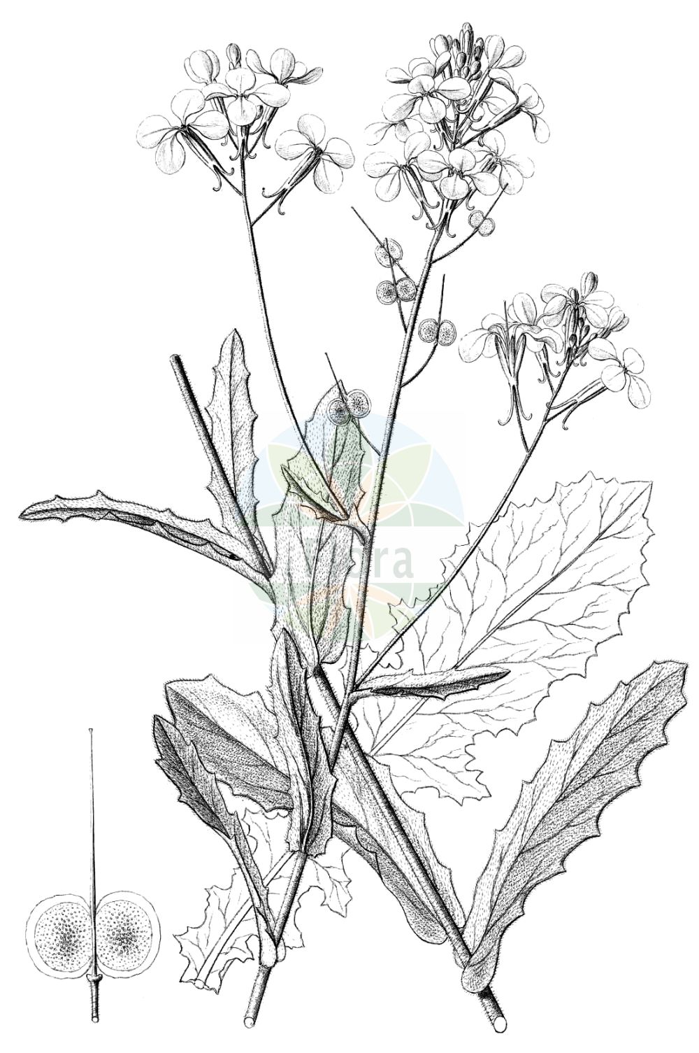 Historische Abbildung von Biscutella cichoriifolia. Das Bild zeigt Blatt, Bluete, Frucht und Same. ---- Historical Drawing of Biscutella cichoriifolia. The image is showing leaf, flower, fruit and seed.(Biscutella cichoriifolia,Biscutella cichoriifolia,Biscutella dilatata,Biscutella hispida,Iondraba cichoriifolia,Jondraba cichoriifolia,Biscutella,Brillenschötchen,Buckler Mustard,Brassicaceae,Kreuzblütler,Cabbage family,Blatt,Bluete,Frucht,Same,leaf,flower,fruit,seed,Reichenbach (1823-1832))